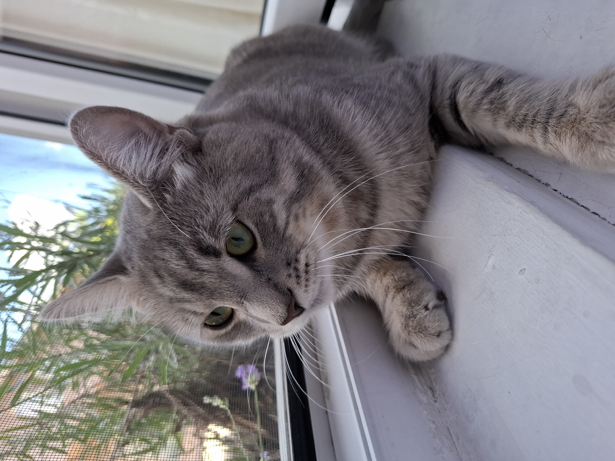 A close-up, eye-level shot shows a grey tabby cat with green eyes lying on a white windowsill, looking out through a screen to the left. The cat's fur is striped and appears soft. Its paws are resting on the sill, with the front paws tucked under its body and one hind leg extended forward. Outside the window, green foliage and a blurry purple flower are visible against a bright sky. The windowsill itself is white and shows some minor scuff marks. The background to the right consists of vertical blinds. The lighting suggests it is daytime. The cat is the sole subject in the foreground. No people are present. The image does not contain information that would indicate its specific location within Zemun Urban Municipality, Serbia.