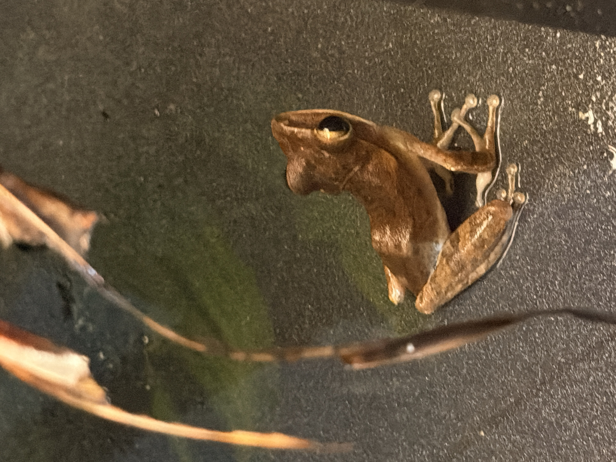A small, brown frog is positioned on a dark, textured surface. The frog is facing to the right and appears to be resting with its hind legs extended. Its body is elongated and its eyes are prominent. In the background, there are out-of-focus elements that appear to be plant material with orange and brown hues, and a green, muted background. The environment is suggestive of a natural habitat, possibly an aquarium or terrarium. There are no people or other animals visible in the scene. The lighting is dim, highlighting the frog's features. The image does not provide any specific information about the location within Ko Samui District, Thailand.