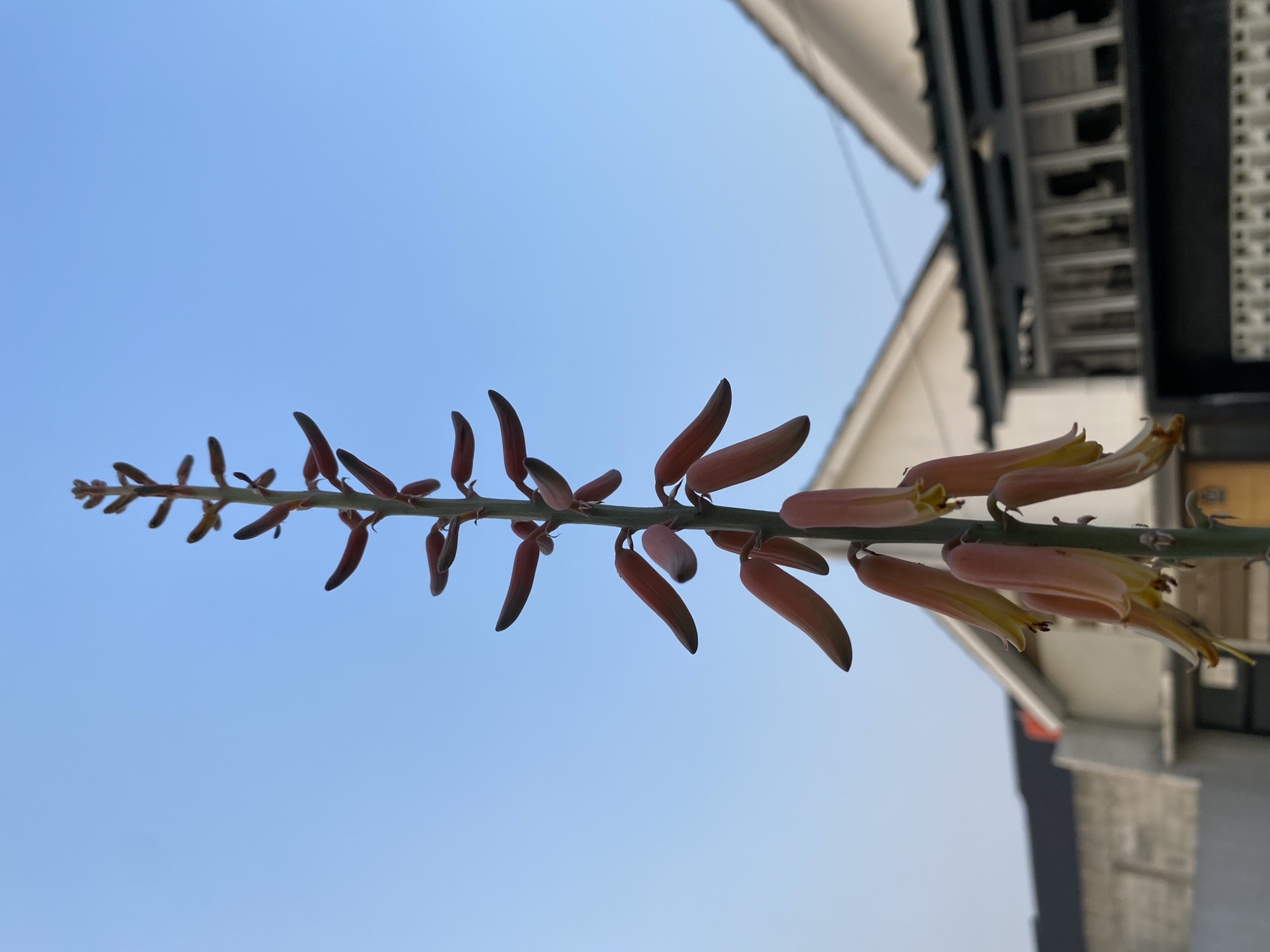 The image shows a tall, thin stalk of an aloe vera plant with unopened flower buds against a clear blue sky. The buds are elongated and tapering, with a reddish-pink hue. Some of the lower buds appear to be opening, revealing a pale yellow interior. In the background, the rooftops of houses are visible, indicating an urban or suburban environment. The architecture suggests a location in Indonesia, specifically within the city of Babelan. The overall scene is peaceful and natural, focusing on the developing flowers of the aloe vera plant.