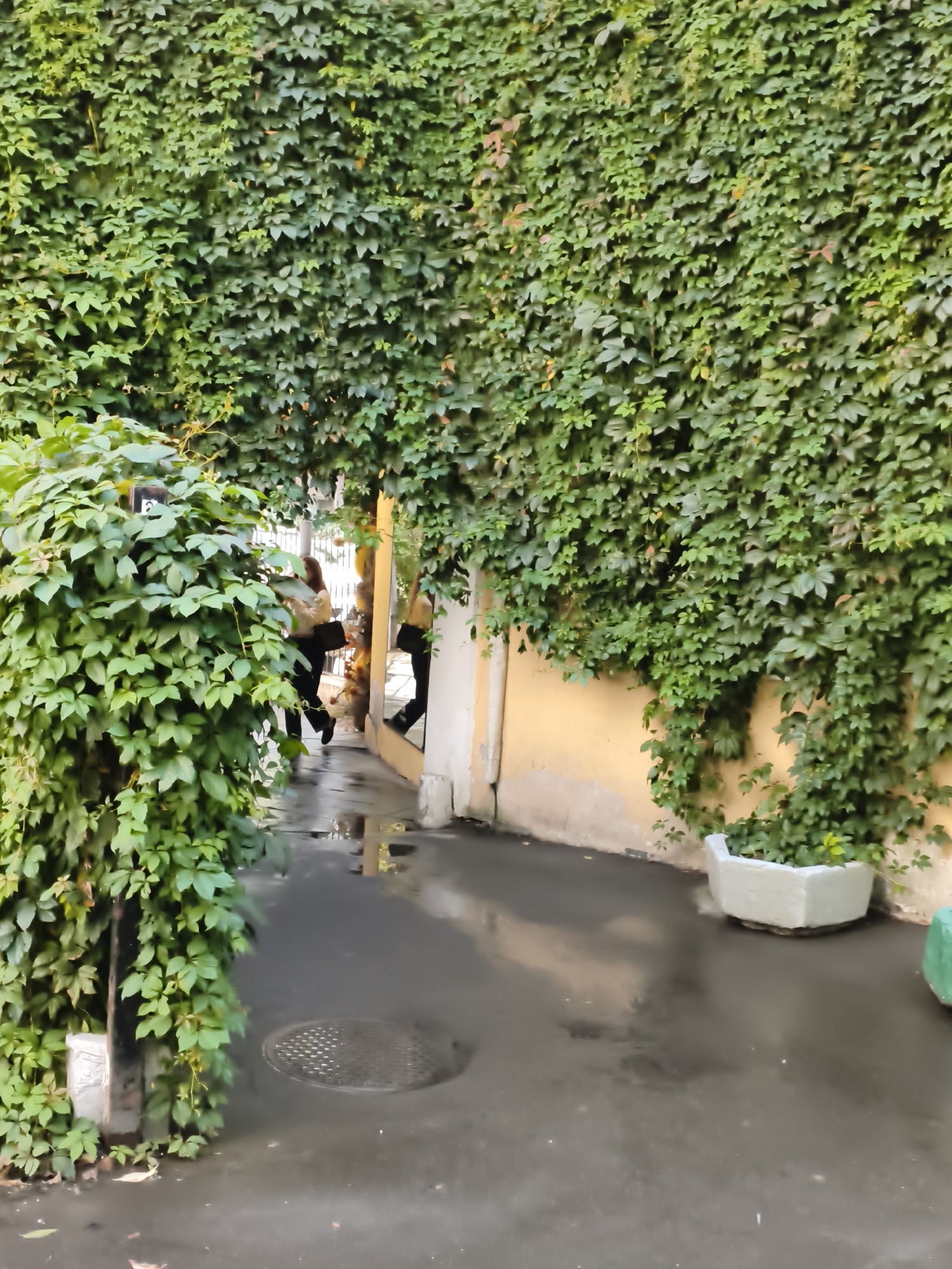 The image depicts a narrow alleyway in Moscow, Russia, heavily overgrown with ivy on both sides, forming a verdant archway. The ground is paved and wet, reflecting the surrounding greenery and the light-colored building to the right. A circular metal manhole cover is visible on the wet pavement in the foreground. In the background, through the ivy-covered archway, two individuals are partially visible. One person, wearing dark clothing and carrying a bag, is walking away from the camera. Another person, lighter in color clothing, is seen further inside the passage. A white planter with greenery sits on the right side of the alley. The overall impression is one of a secluded, naturalized urban space.