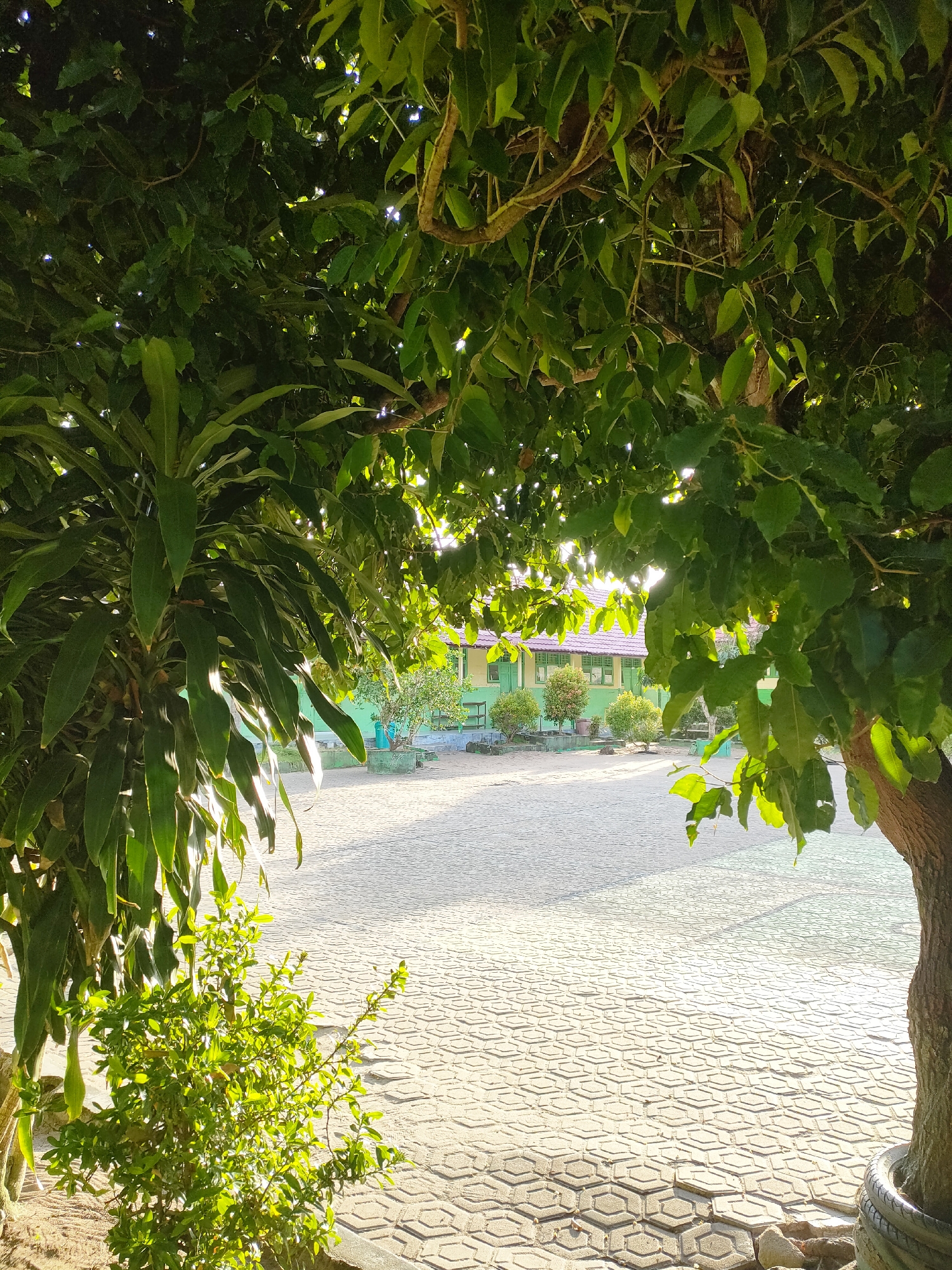 An outdoor, low-angle, medium shot captures a courtyard with a building in the background. The foreground is dominated by lush green foliage from two trees and a smaller bush, partially obscuring the view. Sunlight filters through the leaves, creating bright highlights and dappled shadows. The courtyard itself is paved with interlocking hexagonal stones, and a light-colored building with a red roof and green trim is visible behind the foliage. The scene appears to be located in a school or a similar institutional setting, given the orderly layout of the courtyard and the building's architecture. There are no people visible in the image.