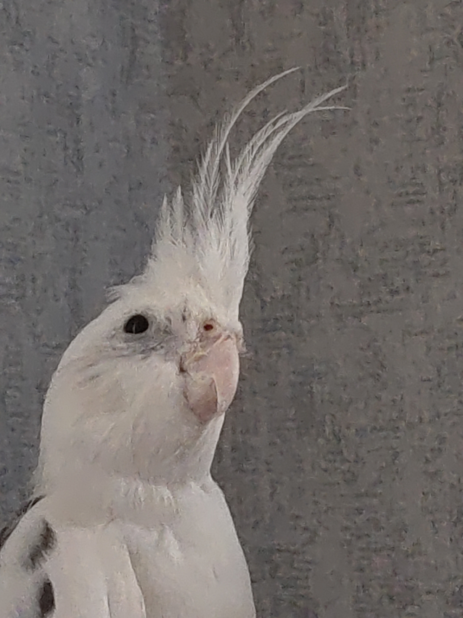 A white cockatiel is pictured against a textured gray background. The bird is facing to the right, with its crest feathers fanned out. Its left eye is visible, dark and round, with a slight red patch above it. The beak is light pink, and there is a small red mark on its face just below the beak. The bird's body is mostly white, with a few dark gray markings visible on its chest. The background is a mottled gray, with a somewhat rough texture. The lighting appears to be from the front and slightly to the left. The image quality is moderate, with some graininess. There is no indication of the city of Kurganinsk, Russia, in the image.