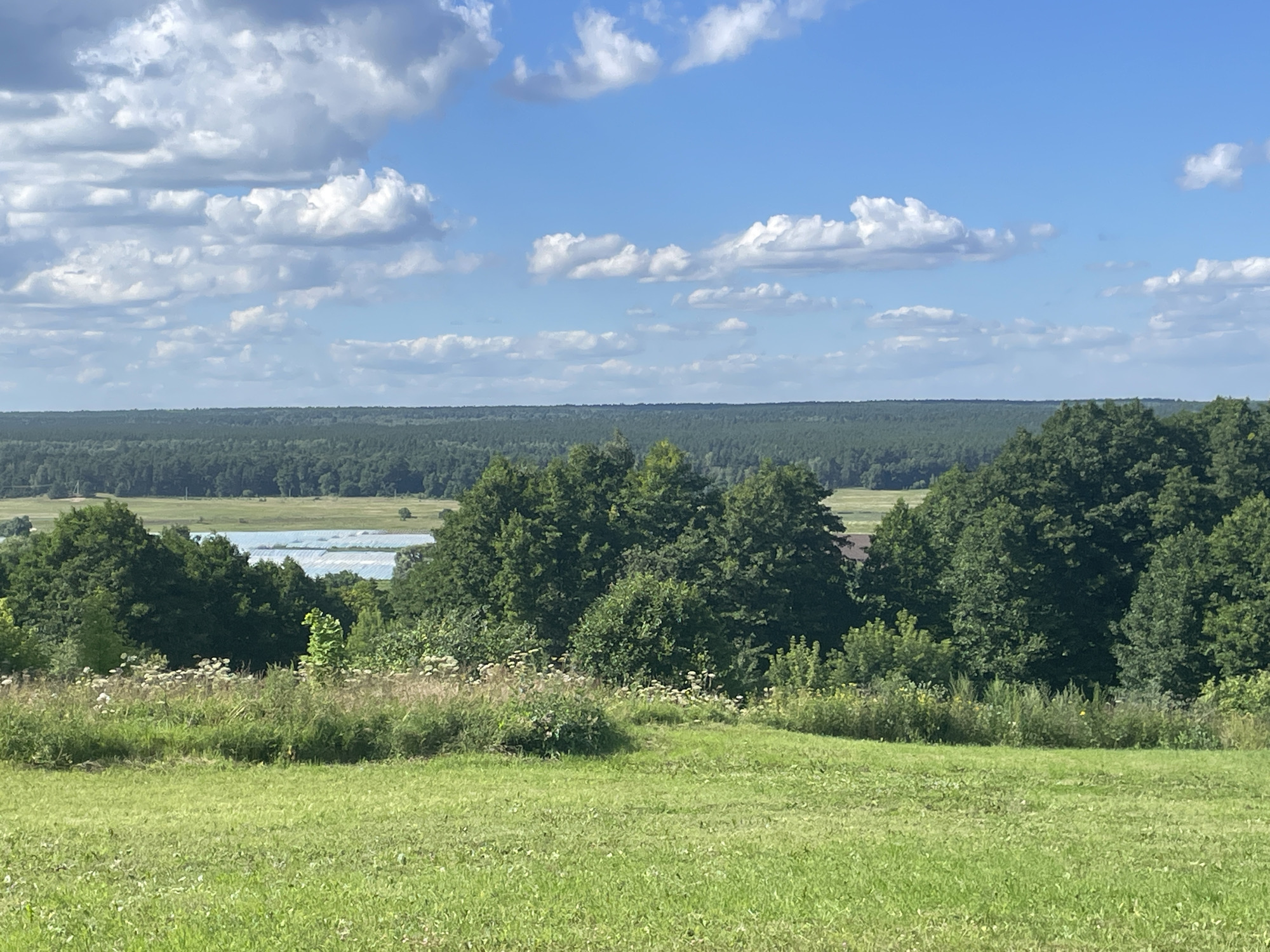 The image depicts a panoramic view of a rural landscape on a clear, sunny day. In the foreground, a well-maintained green lawn stretches across the frame, with a gentle slope upwards. Beyond the lawn, a dense line of trees and vegetation forms a verdant midground, characterized by various shades of green and dotted with white wildflowers. A body of water, possibly a lake or river, is visible in the distance, shimmering under the sunlight and bordered by a line of darker green trees. The horizon is dominated by a vast expanse of forest, and the sky above is a vibrant blue, adorned with fluffy white cumulus clouds. The scene conveys a sense of natural tranquility and open space. This vista is consistent with the natural surroundings found in and around the city of Pushchino, Russia, known for its proximity to natural reserves and the Oka River. There are no people or man-made structures prominently featured in the immediate scene.