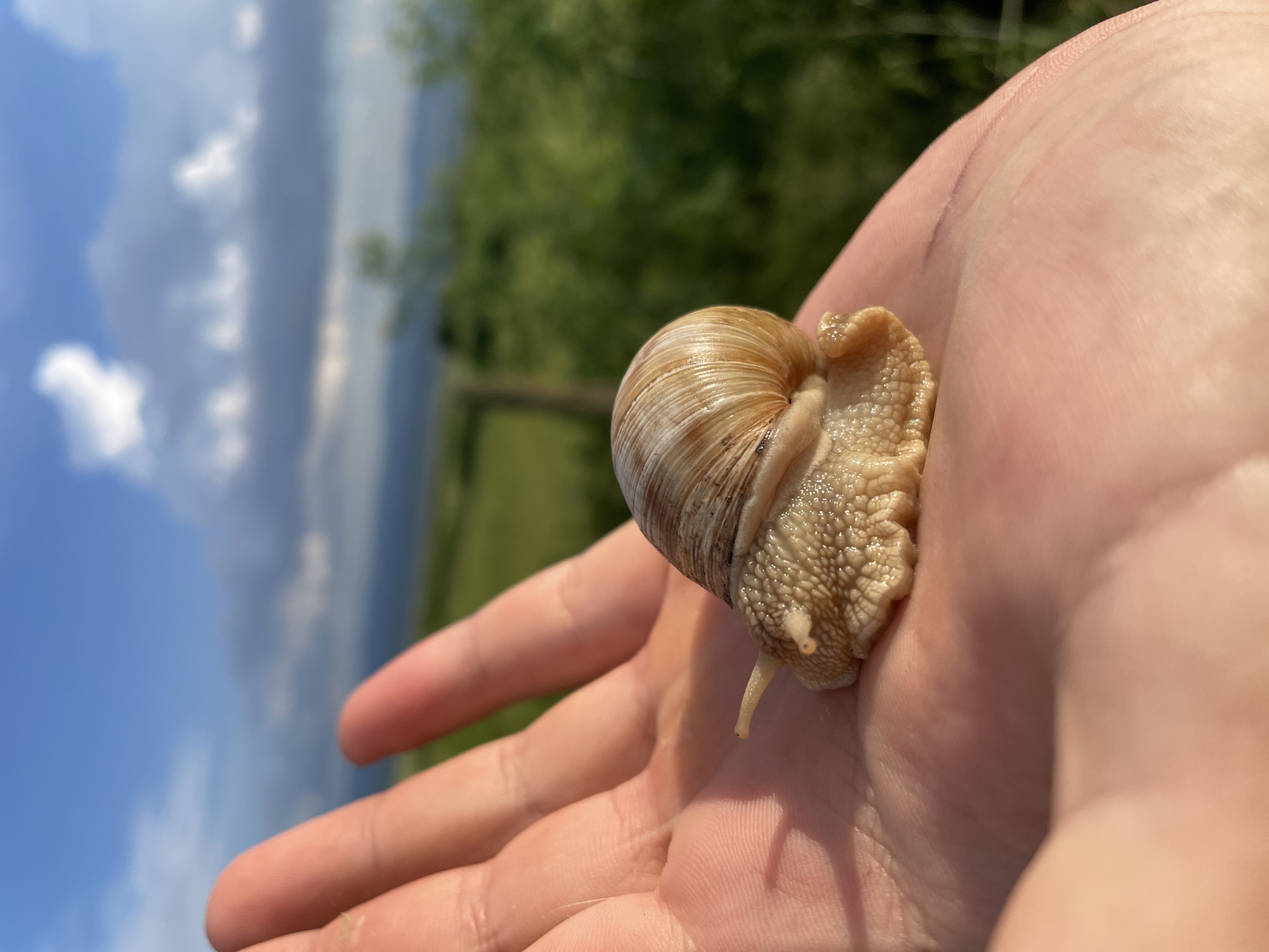 A close-up captures a human hand holding a snail. The snail is positioned in the palm of the hand, with its shell facing upwards and its body extending out. The shell has a typical spiral shape with light and dark bands. The hand appears to be Caucasian, and the skin is slightly shiny, possibly due to moisture. The background shows a blurred landscape of green trees and a blue sky with white and dark grey clouds. The specific location of Alvanovo, Bulgaria, is not identifiable from this image.