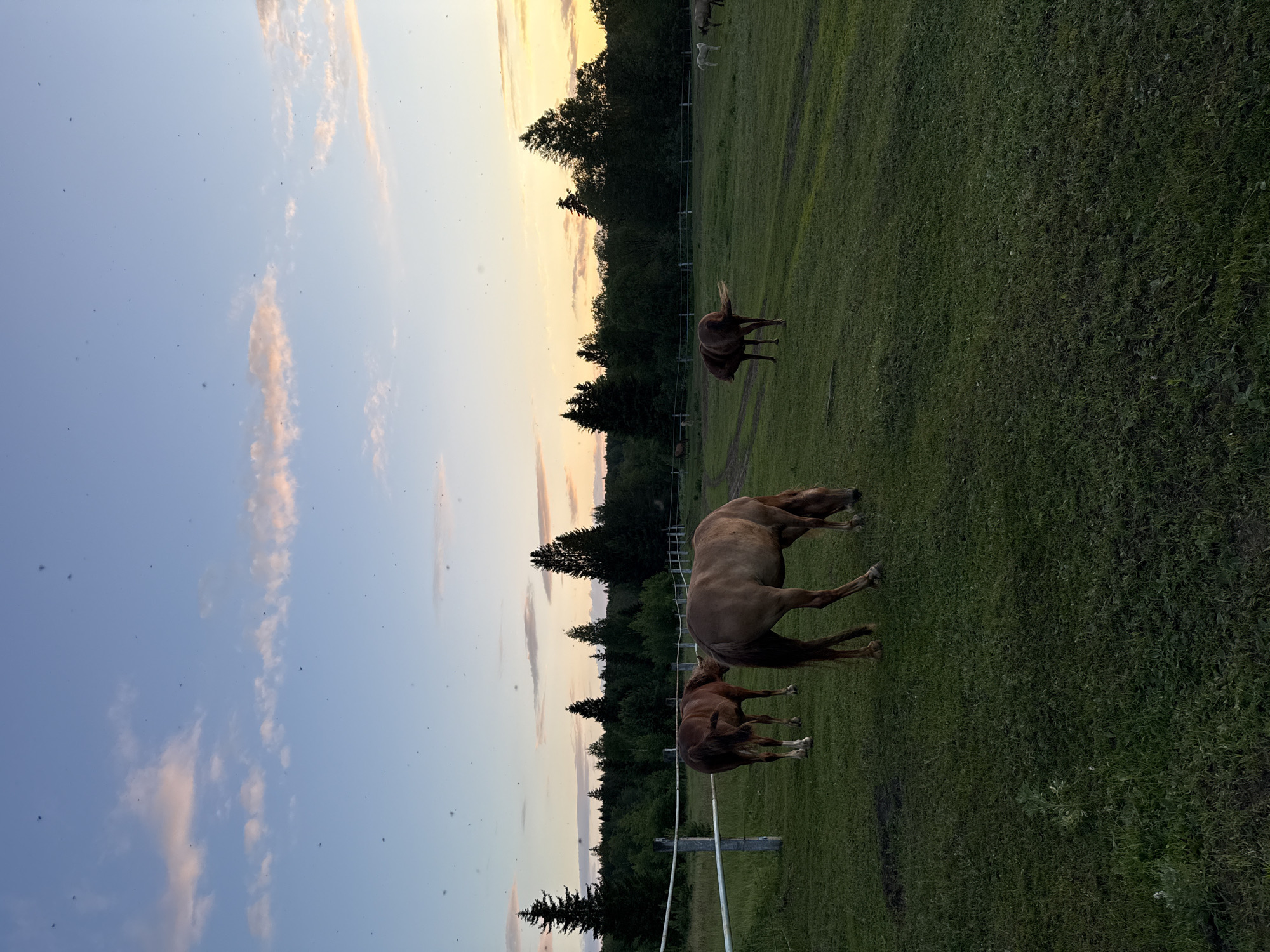 The image depicts an outdoor scene with several horses in a grassy field. In the foreground, two horses are grazing, one with its head down and the other facing away from the camera. Further back, another horse stands near a white fence. The background features a dense line of trees, and the sky above is a gradient of blue with scattered pink and orange clouds, suggesting either sunrise or sunset. There are small, dark specks visible throughout the sky, potentially insects or birds. The environment appears rural, with a fence and unpaved paths visible in the field. This scene is located in the village of Opary, Russia.