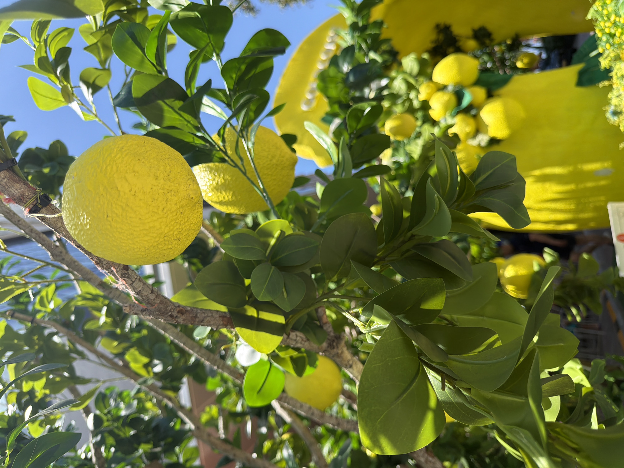 The image depicts a low-angle shot of a lemon tree with ripe lemons hanging from its branches, against a clear blue sky. The lemons are bright yellow with a textured surface. The leaves are various shades of green and are abundant. In the background, there are more lemons and foliage, suggesting a display or a larger lemon-themed arrangement. The scene appears to be outdoors, likely a staged display due to the uniformity and abundance of the lemons. Although not explicitly stated, the image has been associated with Nha Trang Ward, Vietnam. There are no people visible in the immediate foreground.