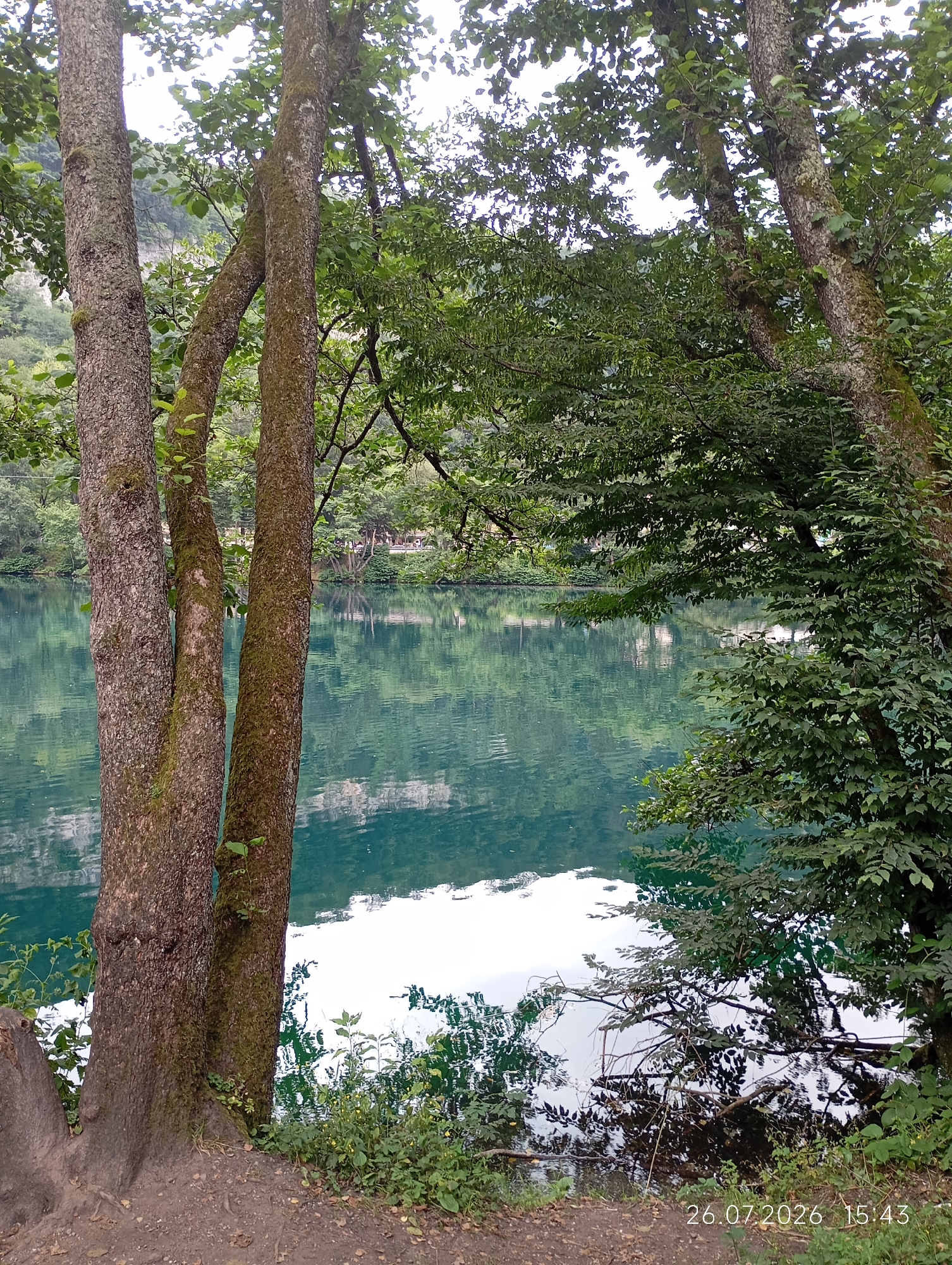 The image depicts a serene natural landscape adjacent to a body of water. In the foreground, three tree trunks dominate the left side, with rough, textured bark and moss growing on them. The middle tree trunk leans to the right, creating a diagonal line. Lush green foliage from these trees extends into the upper portion of the frame, obscuring the sky.
The water occupies the majority of the midground and background, exhibiting a clear, turquoise hue. The surface of the water is calm, reflecting the surrounding trees and the cloudy sky. Along the far bank of the water, a line of trees and some distant structures can be seen, also mirrored in the water.
The immediate foreground, to the right of the trees, consists of the edge of a dirt path and dense green undergrowth with scattered yellow flowers. The timestamp "26.07.2026 15:43" is visible in the bottom right corner, indicating the date and time the photograph was taken. While the location is stated to be Tyrnyauz, Russia, there are no specific visual cues within the image that definitively identify this city. The scene is peaceful and undisturbed, with no people or animals present.