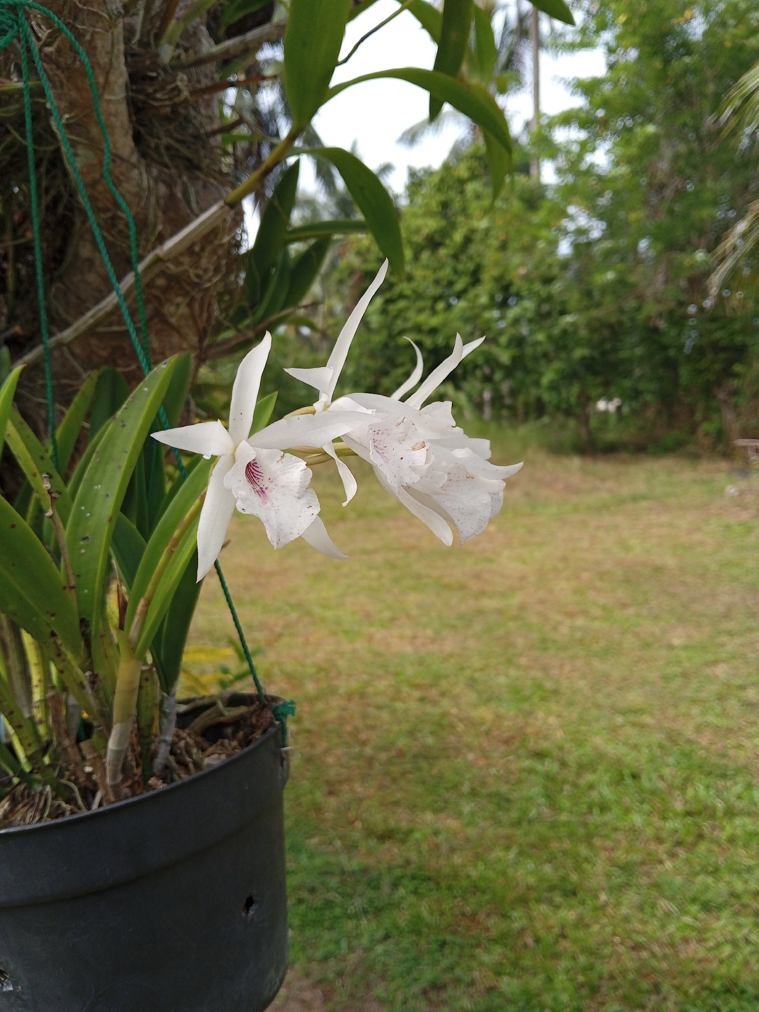 A potted white orchid plant hangs from a tree, possibly in a garden or outdoor setting, with green grass and foliage visible in the background. The location is likely in Payadua, Indonesia. The orchid has two prominent white flowers with red speckled patterns on the petals. The pot is black, and the plant is suspended by green cords. The tree trunk has a rough, textured bark.