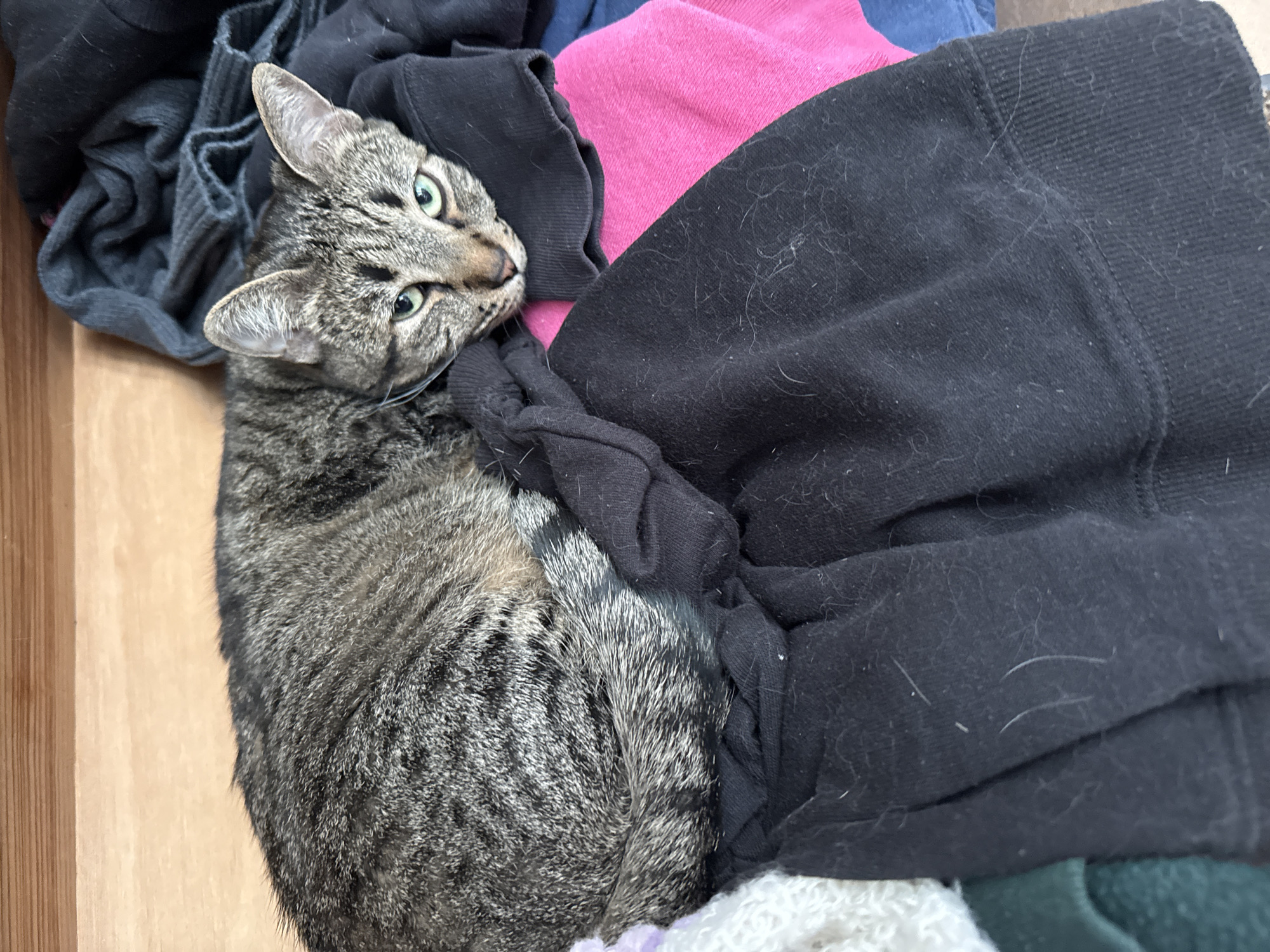 A tabby cat is lying in a pile of clothes. The cat is light gray with dark gray stripes and green eyes. The clothes are a mix of black, pink, and blue. The background is a light brown wooden surface.