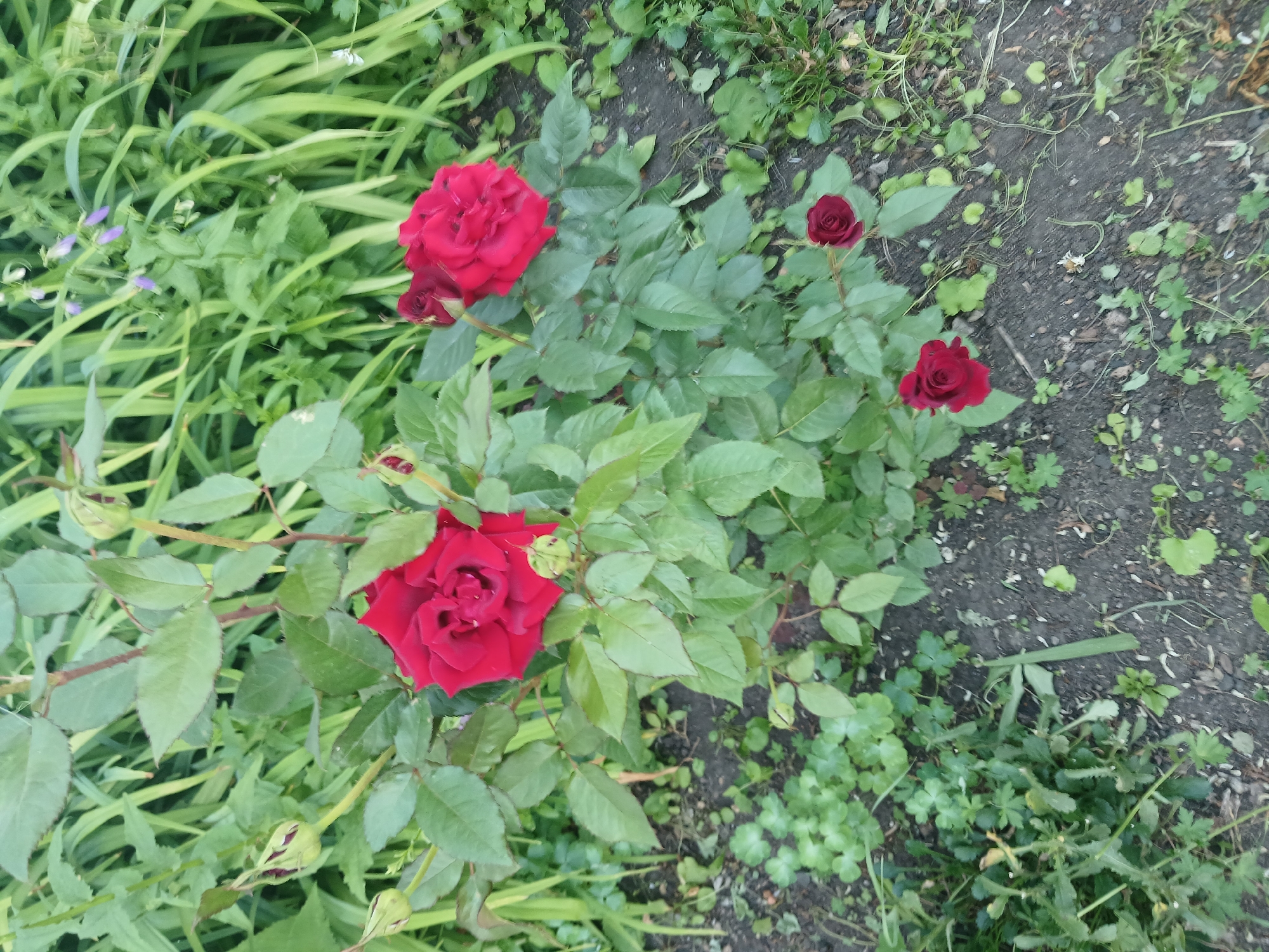 A close-up, eye-level, natural light photograph shows a rose bush with several red roses and buds against a backdrop of green foliage and dark soil. The rose bush is the primary subject, with its dark green leaves and thorny stems. Two fully bloomed red roses are prominent in the center and upper right of the frame, while a smaller bud is visible on the upper left. Two smaller, unopened buds are positioned on the lower left, and a single, small, dark red rose is located on the lower right. In the background, tall, thin green grasses and some small purple flowers are visible, suggesting an outdoor garden setting. The ground is a mixture of dark soil, small green plants, and scattered white particles, possibly wood chips or debris. The overall scene conveys a natural, outdoor environment. The location is identified as Chik, Russia.