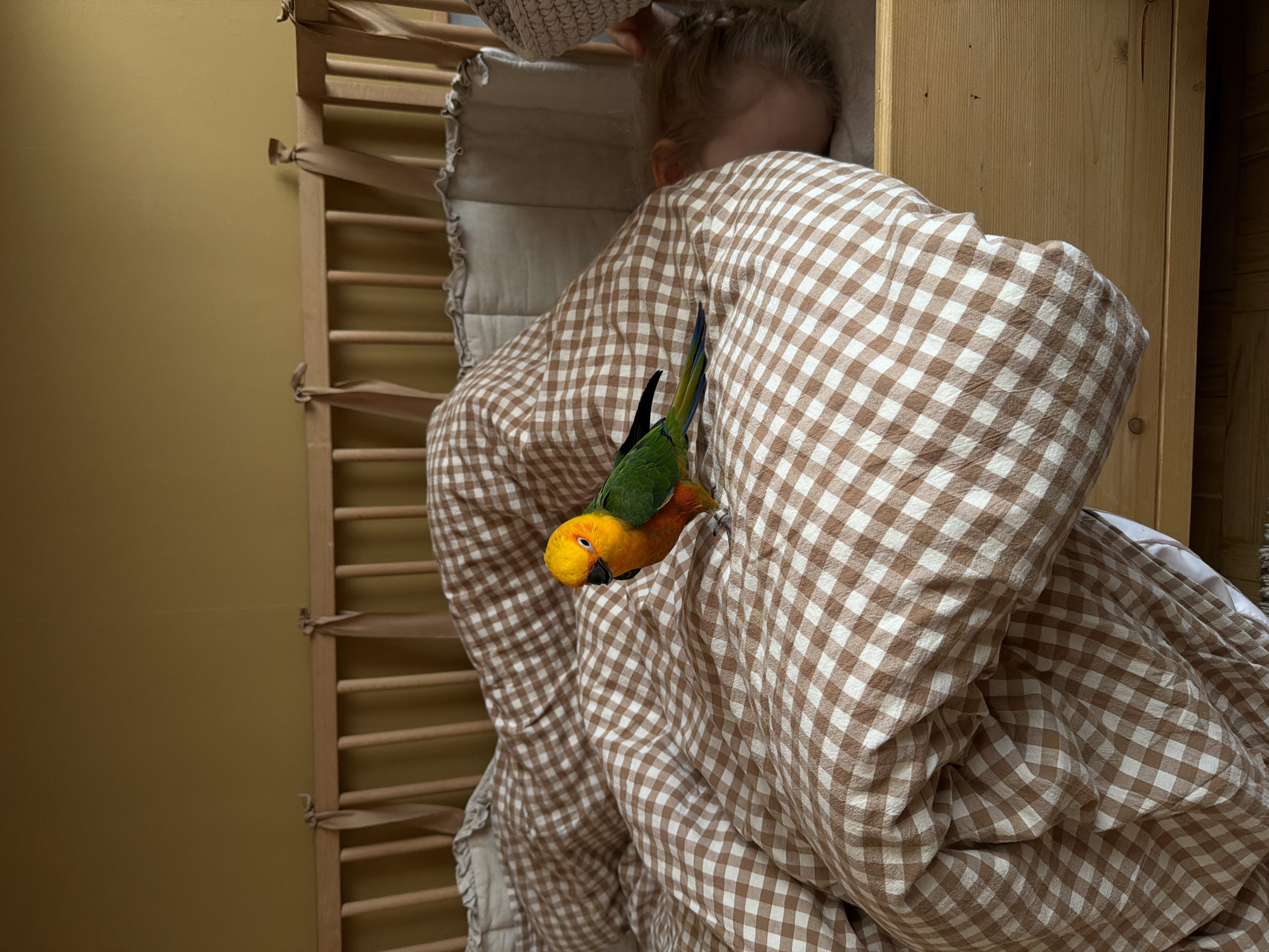 A child lies in a wooden crib covered with a brown and white checkered blanket. A sun conure parrot perches on the blanket near the child. The crib is positioned against a light yellow wall. A wooden cabinet or wardrobe is visible on the right. The location is identified as Khimki, Russia.