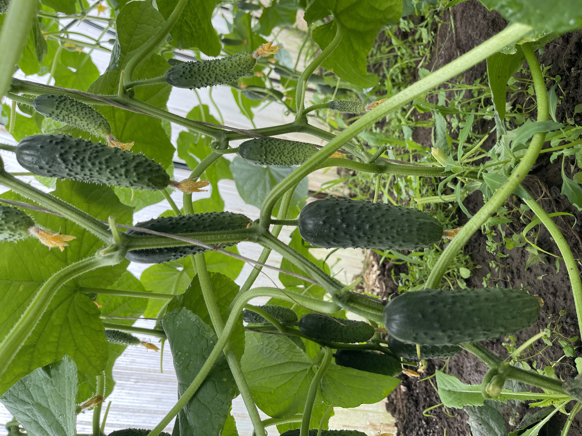 A close-up, eye-level, full shot shows several immature cucumbers growing on a vine in a greenhouse. The cucumbers are dark green with bumpy skin and some have yellow blossoms attached. The vine has large, green leaves and is supported by a white structure. The ground beneath the vine is dark brown soil with some green weeds. The overall lighting is natural and overcast. The location is Unknown, Unknown.