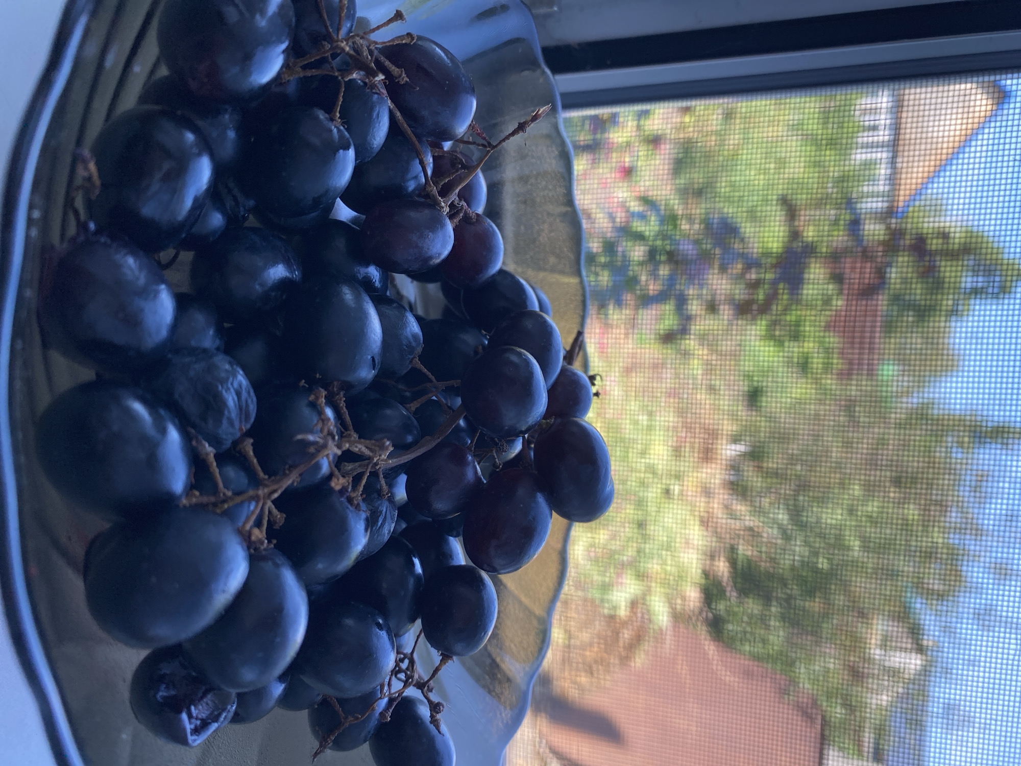 A close-up, low-angle shot shows a clear glass bowl filled with dark purple grapes. The bowl has a scalloped edge and sits on a white surface. In the background, a window with a screen reveals a blurry outdoor scene. Beyond the screen, green foliage and parts of buildings are visible under a bright sky. The image is set in Mamlyut, Kazakhstan.