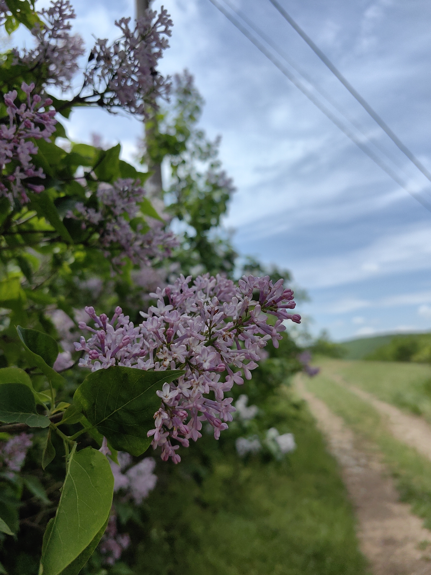 The image presents a close-up view of lilac flowers with green leaves in the foreground, transitioning to a blurred background of a field with a path running through it. Above the greenery, the sky is visible with scattered clouds. Power lines stretch across the upper portion of the frame. The location appears to be outdoors, possibly in a rural or semi-rural area within Ароматновское сельское поселение, Ukraine.