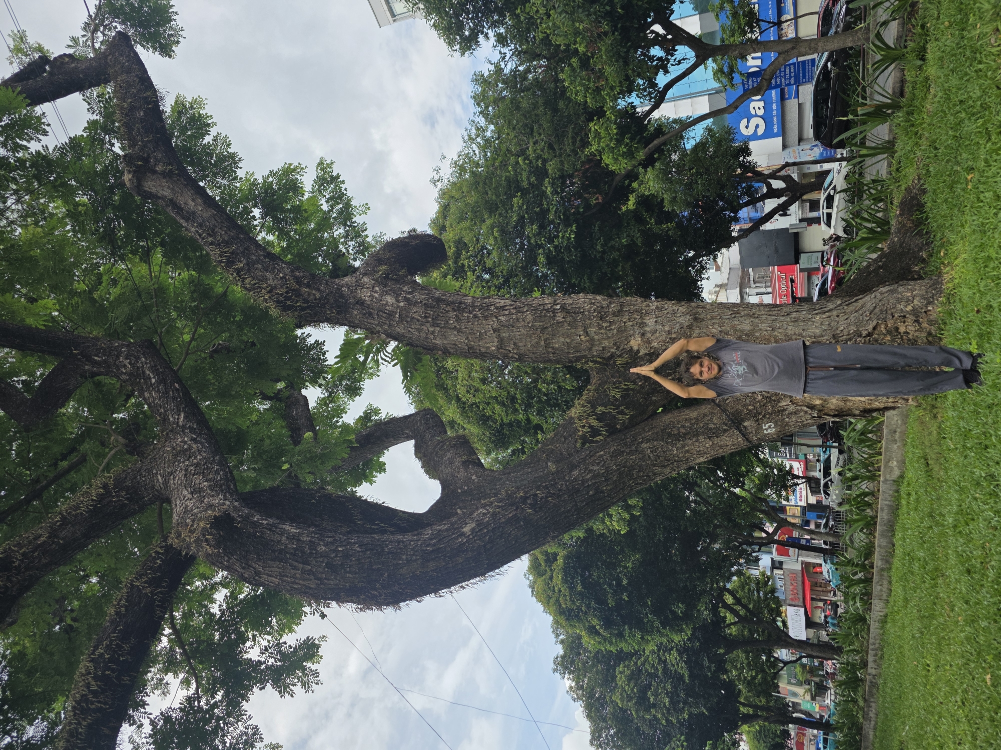 A man lies lengthwise along a large tree trunk in Thủ Đức, Vietnam. He is wearing a grey t-shirt and dark pants, and his arms are angled upwards with his hands touching above his head. The tree is expansive with thick branches and green foliage. The background includes a street with various buildings, cars, and trees. Signs on the buildings are visible, including "Saigon" and "Optical." A strip of green grass is present in the lower right corner. The sky is cloudy and visible through the branches. The image is oriented with the subject lying horizontally and the street running vertically.