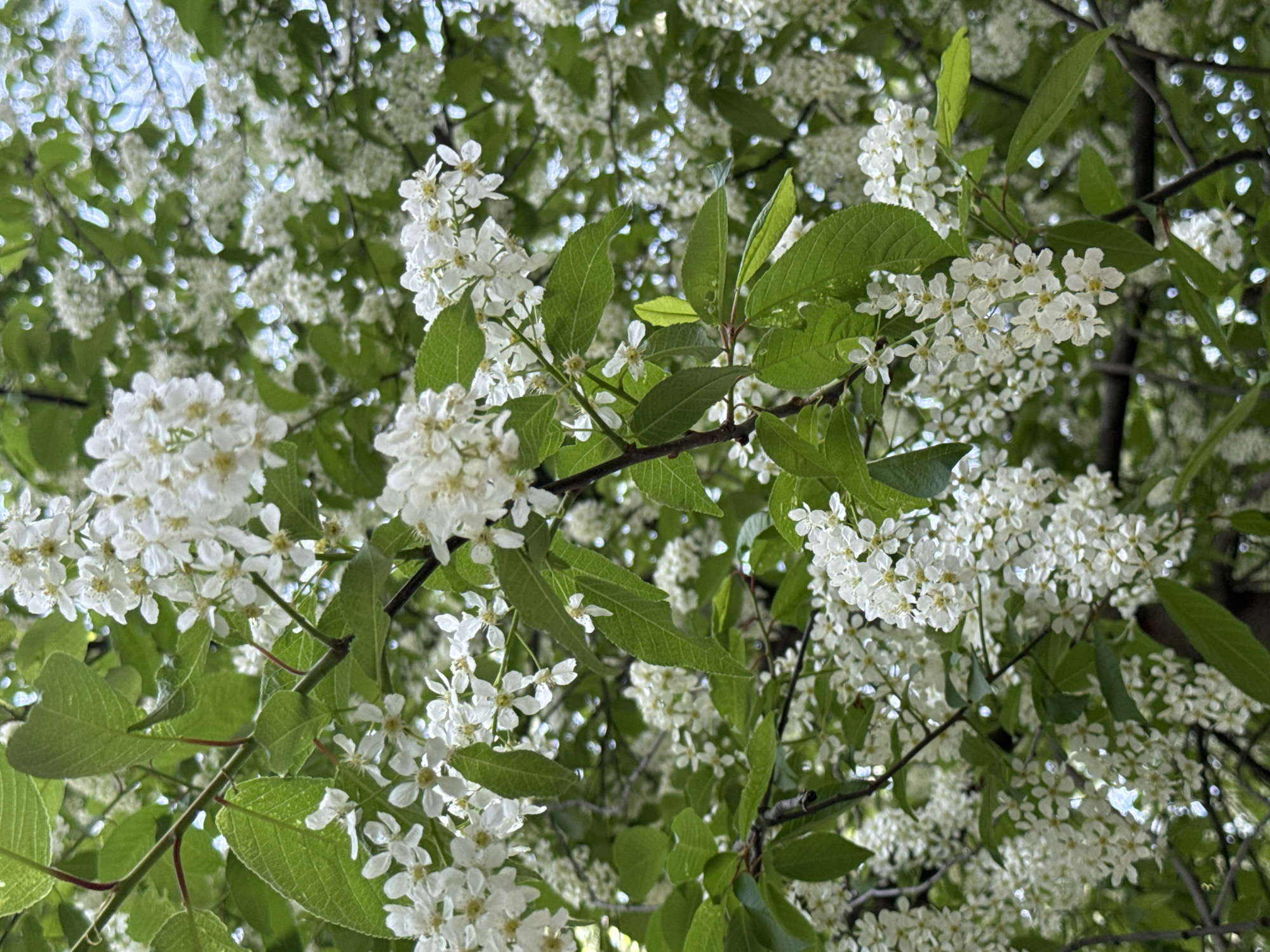 The image shows a close-up of a tree with white flowers and green leaves. The flowers appear to be clustered together, and the leaves are oval-shaped with visible veins. The background is a mix of flowers and leaves, suggesting a dense canopy. The sky is visible in some spots. The photo was most likely taken in Saint Petersburg, Russia.