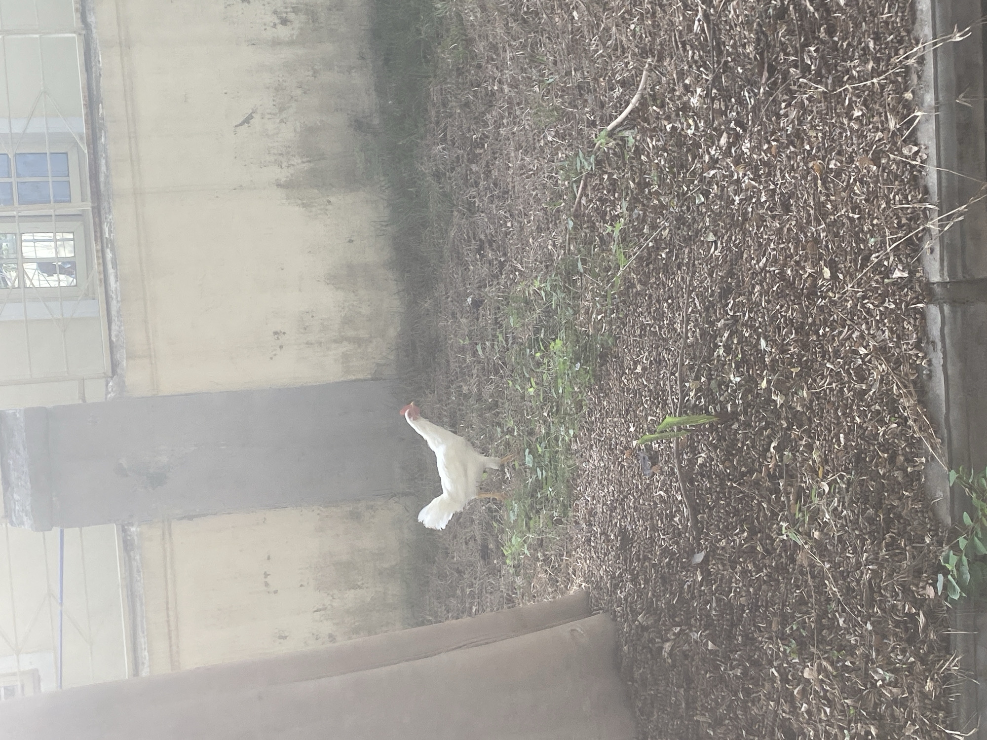 The image shows a white chicken in an outdoor area, likely in Gosa, Nigeria. The chicken is standing on ground covered with dry leaves and sparse green vegetation. The environment appears to be a backyard or garden, bordered by a building with a window and a concrete wall. The lighting is dim and somewhat hazy, obscuring some details. No other people or animals are visible. The action is the chicken standing or moving on the ground.