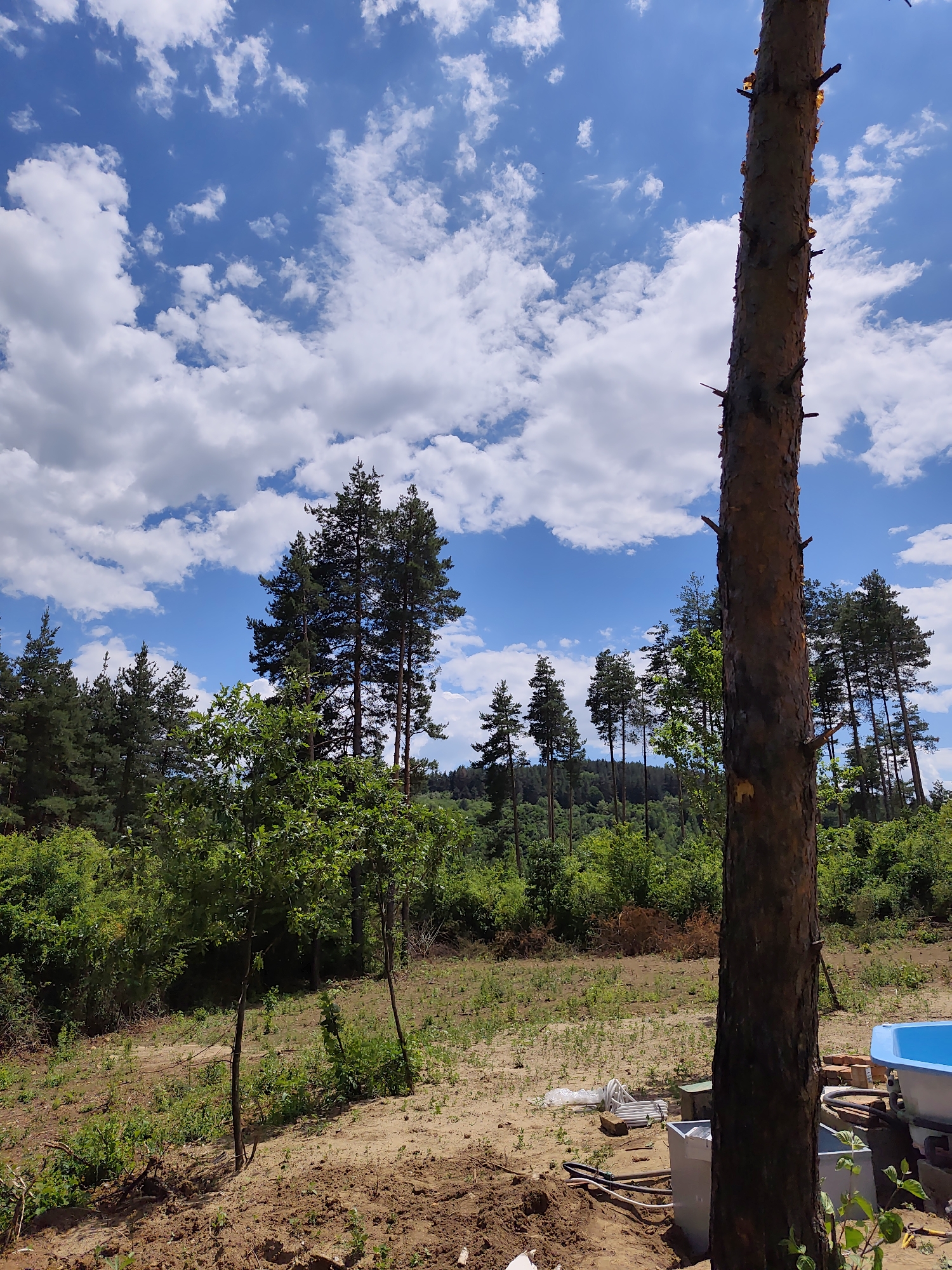 The image depicts a natural scene in Kladnitsa, Bulgaria, under a bright blue sky with scattered white clouds. The foreground is dominated by sandy ground with sparse vegetation and a large tree trunk on the right. Beyond the foreground, a lush green forest extends into the background, with various trees of different heights and densities. Some construction materials, including pipes and containers, are visible in the lower right corner, suggesting ongoing work or development in the area. The overall impression is one of a rural or semi-developed natural landscape.