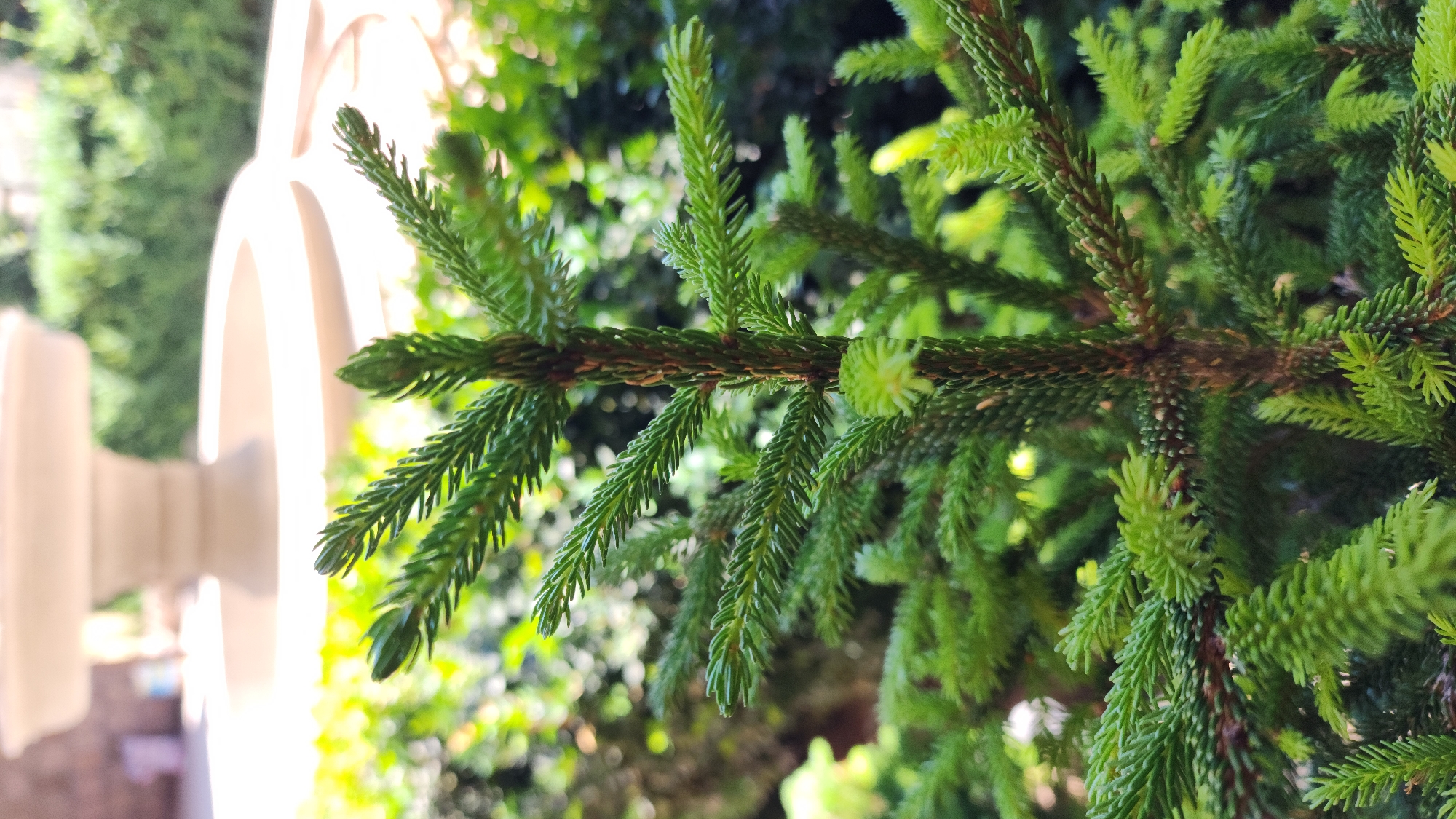This is a close-up, horizontal, outdoor, eye-level shot of a green pine branch. The branch is the primary subject, with many smaller branches and needles radiating outwards. The needles are thin and pointed, and they are a vibrant green color. Some of the needles are lighter green and appear to be new growth. The branch itself is brown and textured.
In the background, there is a blurred out white object that appears to be a decorative pillar or column. Behind the pillar and the pine branch, there is a soft focus background of green foliage, suggesting a garden or park setting. The lighting indicates it is daytime, with bright sunlight filtering through the leaves, creating a dappled effect. The overall mood is natural and serene. There is no visible text in the image. The location context is Baghramyan, Armenia.
