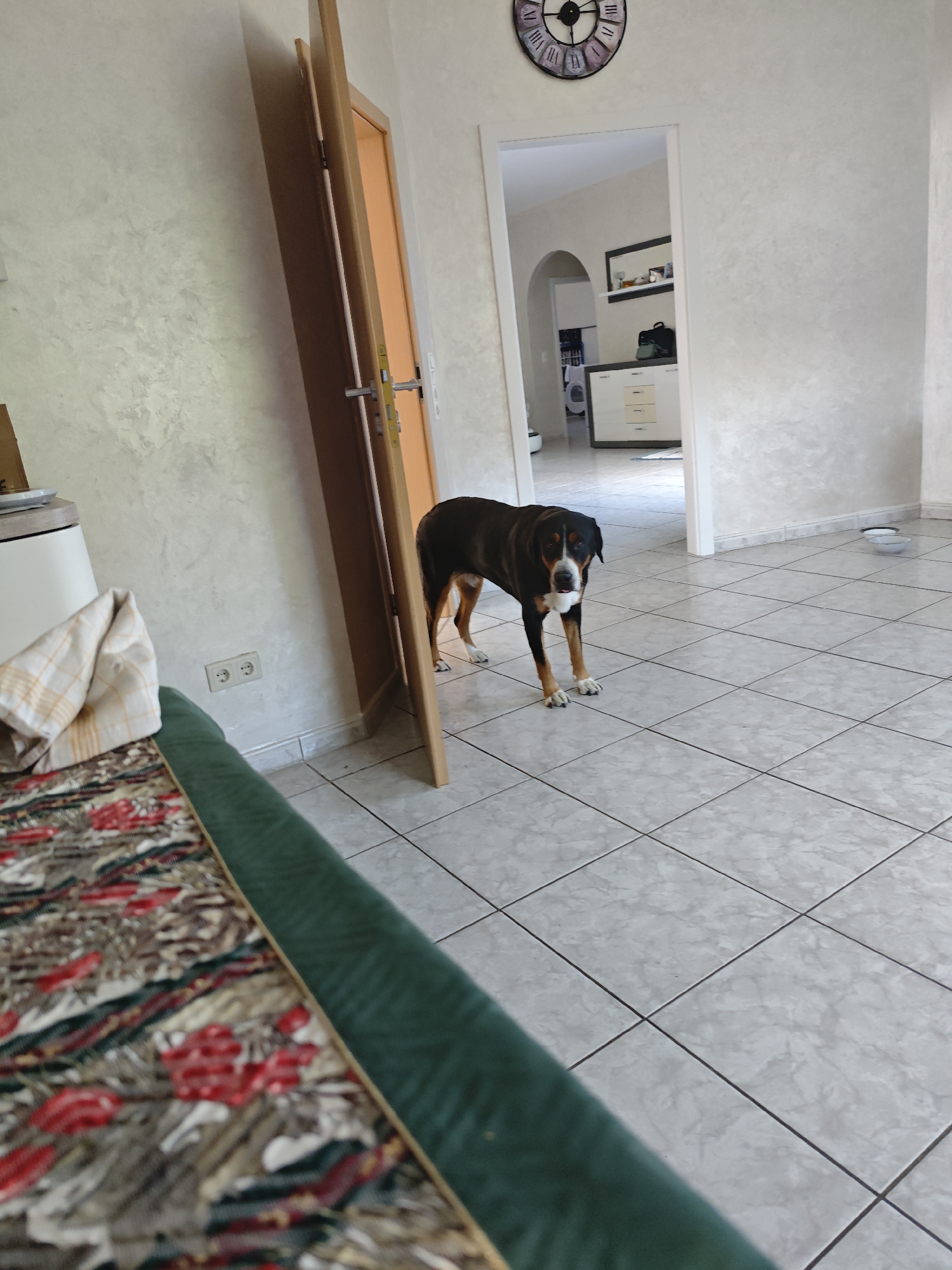 A medium-sized dog with a black, white, and brown coat stands in a tiled room. The dog is facing the camera with its head tilted slightly. In the foreground, a green upholstered object, possibly a couch or chair, runs along the bottom of the frame, with a patterned fabric with red flowers visible on its surface. Behind the dog, a doorway leads into another room where a dresser with drawers and a mirror on the wall are visible. Further in the background, through another archway, what appears to be a laundry area with a washing machine can be seen. To the left of the main room, a closed wooden door is propped open by the dog. A wall clock with Roman numerals is mounted high on the wall above the doorway. Two small white bowls sit on the floor in the middle ground. The room appears to be indoors, with natural light suggesting it is daytime. The overall scene depicts a domestic setting.