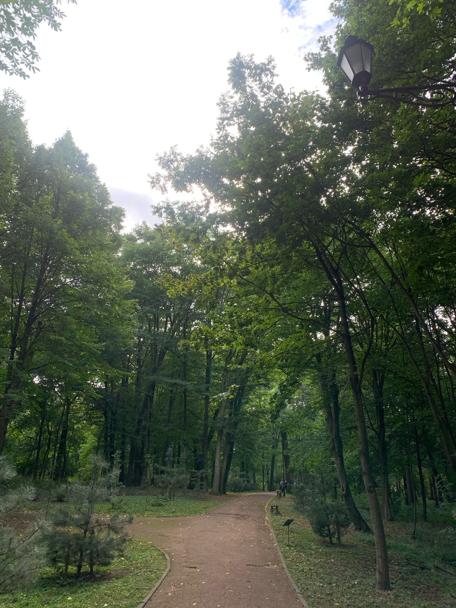 The image depicts a park pathway winding through a dense forest. Tall, leafy trees line both sides of the path, with sunlight filtering through the canopy, creating dappled light on the ground. In the foreground, a small pine tree is visible. Further down the path, two individuals are walking, and a park bench and lamppost are also present. The overall environment suggests a tranquil, natural setting within an urban area. While the image itself does not provide specific identifying markers for Lviv, Ukraine, the description is a factual account of the visual content.