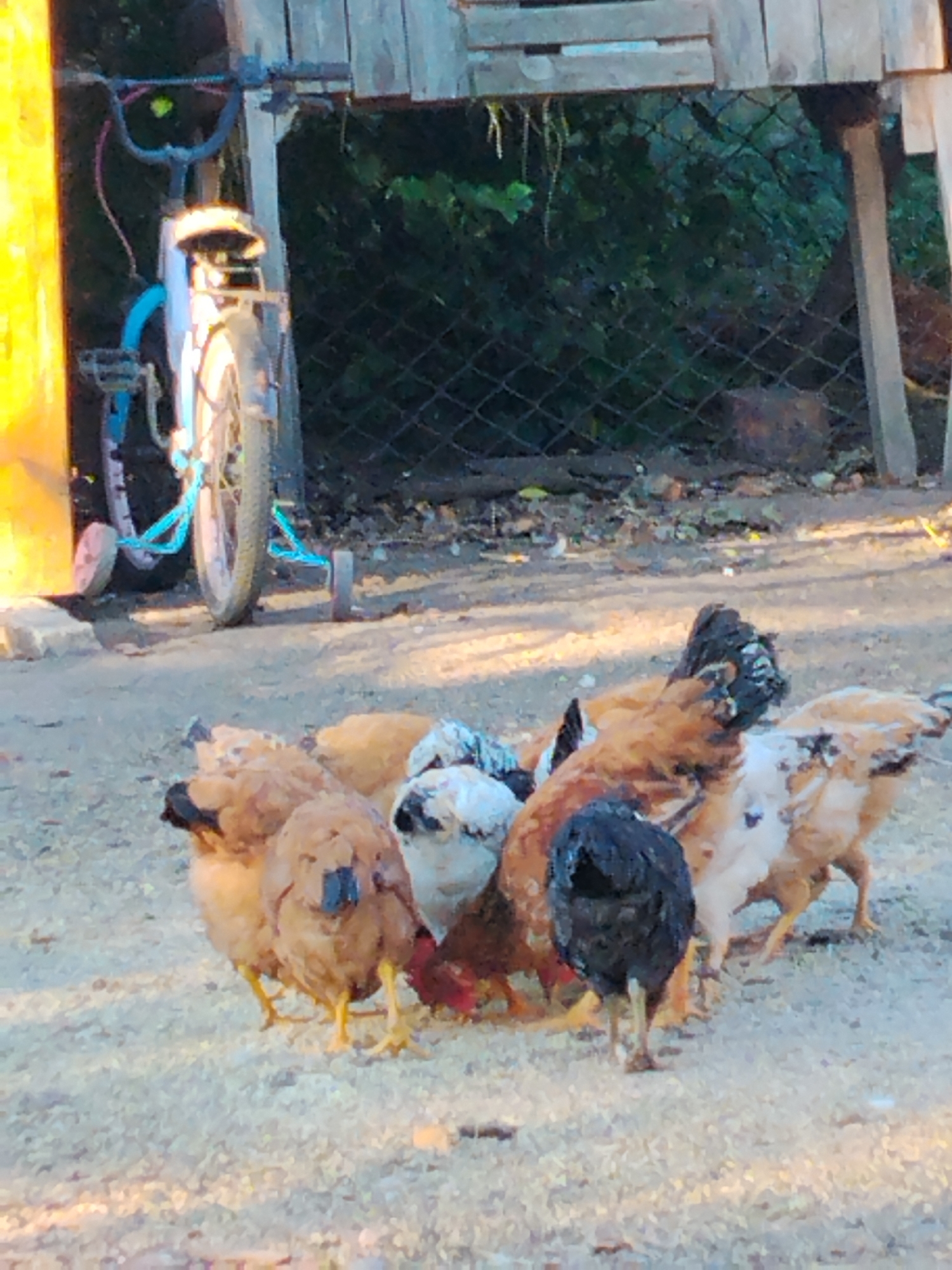 A group of chickens are gathered in a dusty area in front of a wooden structure and a bicycle. The chickens, which appear to be of various breeds and colors including brown, black, and white, are pecking at the ground. A child's bicycle, painted blue with training wheels, is propped up against a yellow post to the left of the frame. Behind the chickens and bicycle, a wire fence encloses an area with dense green foliage. The ground is a mixture of dirt and small gravel. This scene is located in Ustyvytsia, Ukraine.
