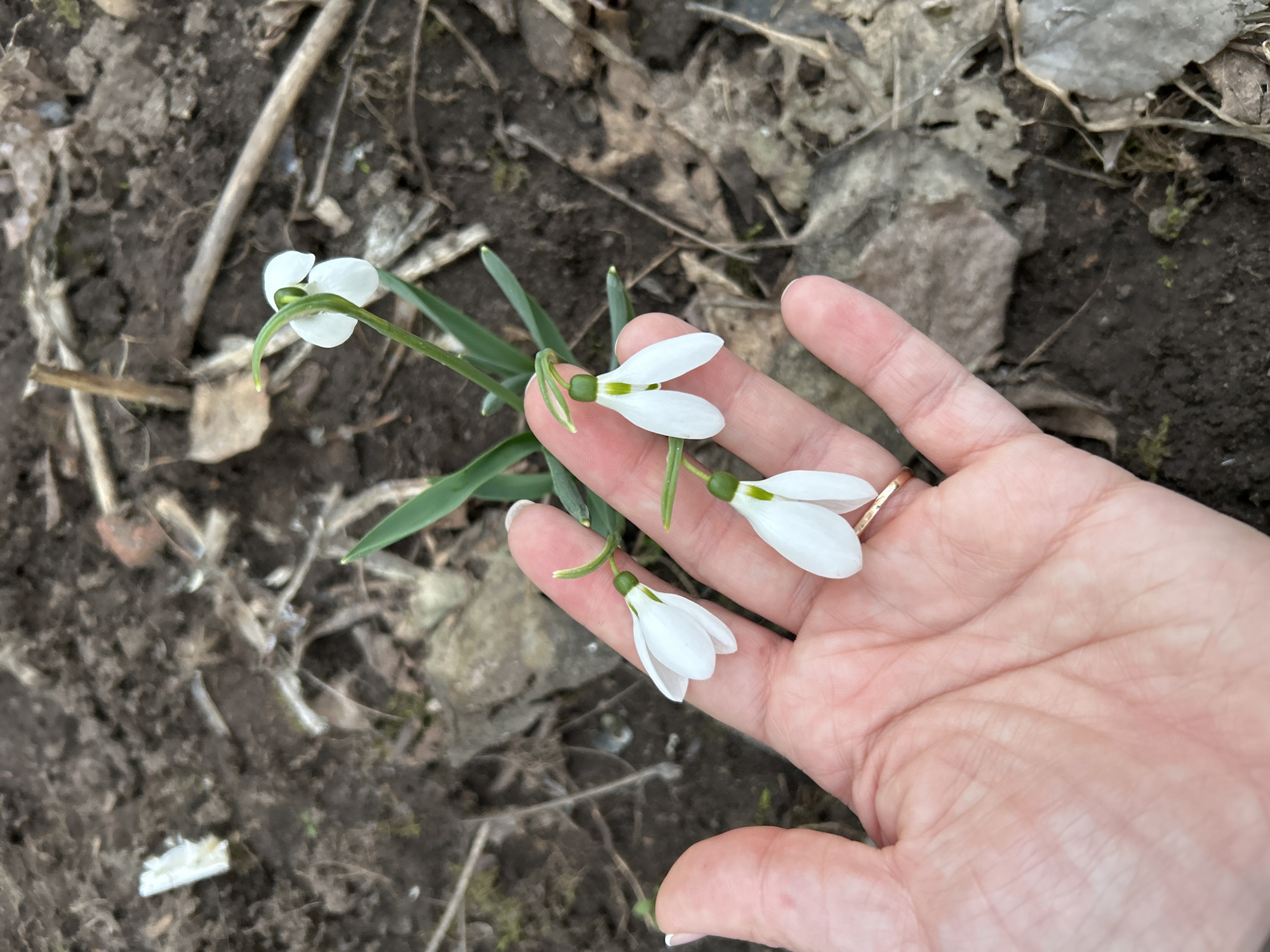 A close-up shot reveals a hand gently holding a cluster of three snowdrop flowers (Galanthus nivalis). The hand, with pale skin and neatly manicured nails, features a simple gold ring on one finger. The snowdrops, with their delicate white petals and slender green stems, are positioned against the palm. In the background, the scene transitions into natural ground cover composed of soil, small stones, dead leaves, and twigs. It is not possible to confirm whether the photo was taken in the city of Chaikovsky, Russia.