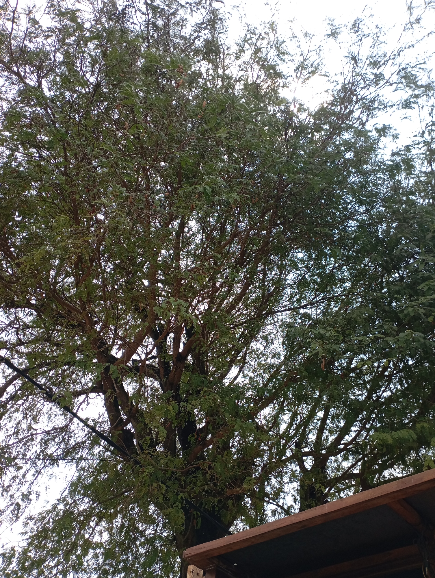 A low-angle shot showcases the dense canopy of a large tamarind tree. The branches are intricately woven, creating a textured pattern against the bright, overcast sky. Some tamarind pods are visible amongst the abundant green foliage. In the lower right corner, a wooden structure with a dark-colored awning is partially visible, suggesting it is beneath the tree. The scene appears to be outdoors, likely in a residential or public area within Kecamatan Haurgeulis, Indonesia, given the overall appearance of the vegetation and the presence of the man-made structure.