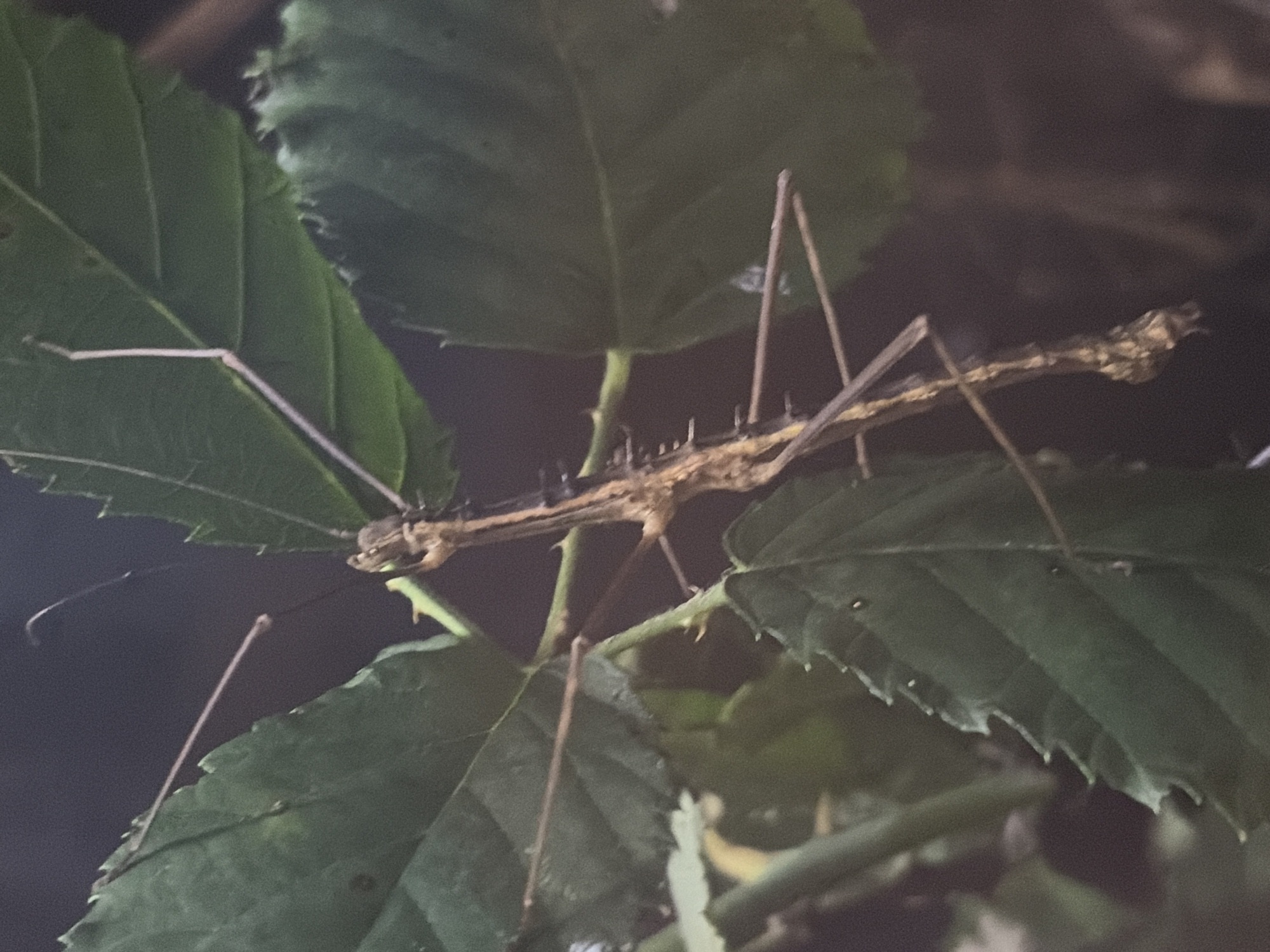 A stick insect, also known as a phasma, clings to a green leaf. The insect is tan and has a long, thin body with spiky protrusions along its back. Its legs are extended, and it appears to be camouflaged against the leaf. The background is dark and blurred, suggesting a natural, outdoor environment. This image was taken in the city of Rostov-on-Don, Russia.