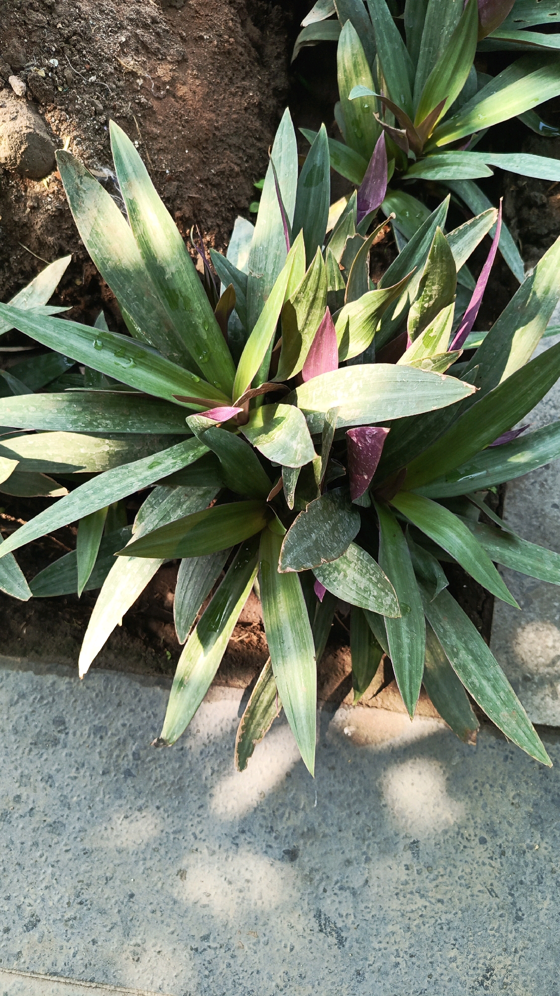 A top-down view captures a Moses-in-the-cradle plant in Mangkujayan, Indonesia. The plant's broad, lance-shaped leaves, streaked with green and pale yellow, fan outwards from a central base. Some leaves display a deep purple underside, adding a contrasting color. The plant grows in dark, dry soil, bordered by a textured, light gray concrete surface where dappled sunlight creates soft shadows. The scene is static and depicts the plant in its natural outdoor environment, with no people or animals present.