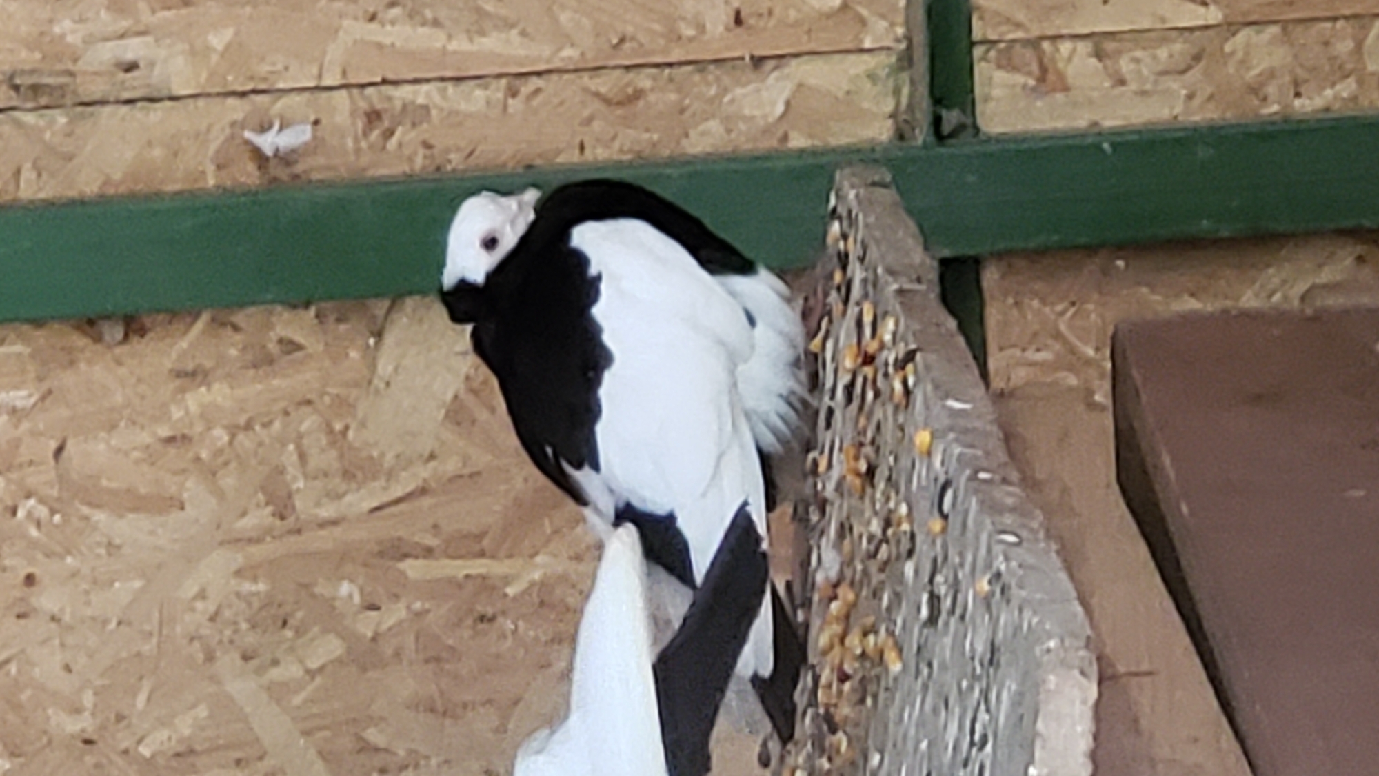 A black and white pigeon is perched on a stone ledge. The pigeon is facing to the right, with its head turned slightly towards the viewer. It has black feathers on its back and wings, and white feathers on its chest and underside. The pigeon's head is white with pink eyes and a pink beak. The ledge is covered in birdseed. In the background, there is a wooden wall with a green vertical beam. The scene appears to be an outdoor enclosure.