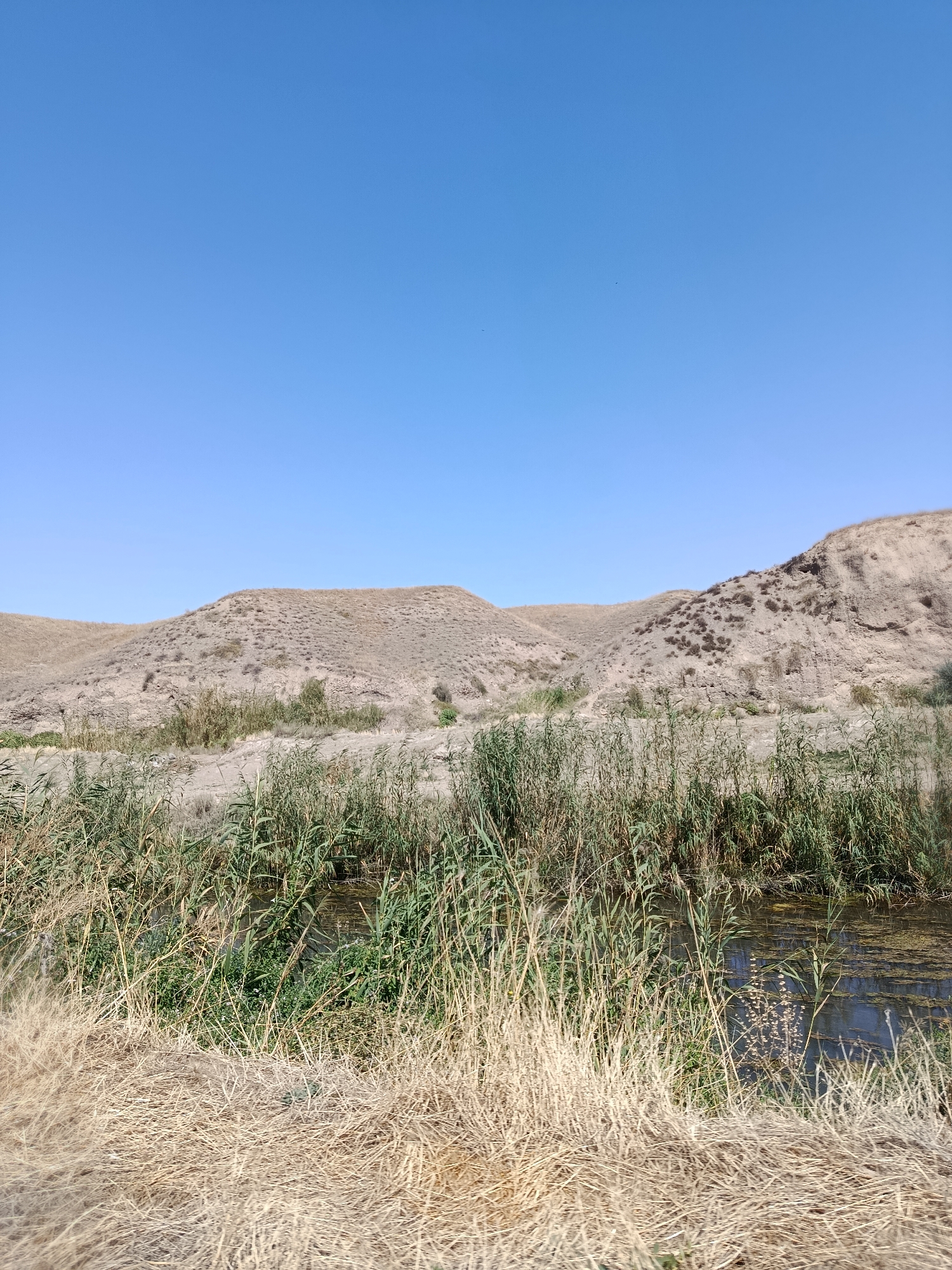 A bright, clear day is captured in this landscape photo. The sky is a vibrant, unblemished blue. The foreground is dominated by dry, golden grasses and reeds. Behind the reeds, a narrow body of dark water is visible. In the middle ground, more reeds and green vegetation line the water. The background consists of rolling, arid hills with sparse vegetation and eroded slopes. The image appears to be taken in Kenes, Kazakhstan, a rural area known for its dry, steppe-like environment.