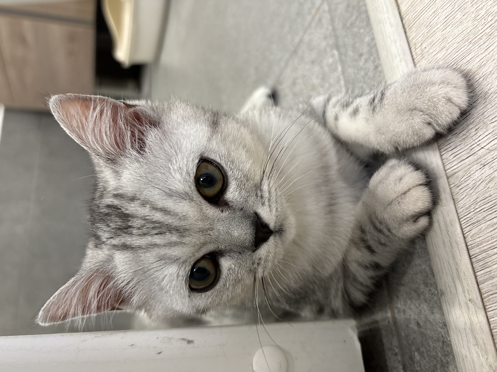 A domestic feline, identified as a juvenile individual of silver tabby coloration, is observed in a recumbent position within an indoor residential setting in Izhevsk, Russia. The cat possesses dense, short fur displaying light grey to silver tones with distinct dark grey or black tabby stripes on its head, ears, and forelegs. Its eyes are large, round, and of an amber-brown hue with black pupils, directed towards the observer. A small, black nose and prominent white vibrissae are evident. The feline's forepaws are positioned in front of its chest, and its head is slightly elevated. The floor surface comprises two materials: light grey square tiles and an adjacent section of light-colored wood-patterned laminate or vinyl flooring, separated by a thin transition strip. To the left, a vertical white structural element is partially visible. The background, largely out of focus, reveals indistinct forms consistent with household furniture and a light-colored pet litter box on the right.
