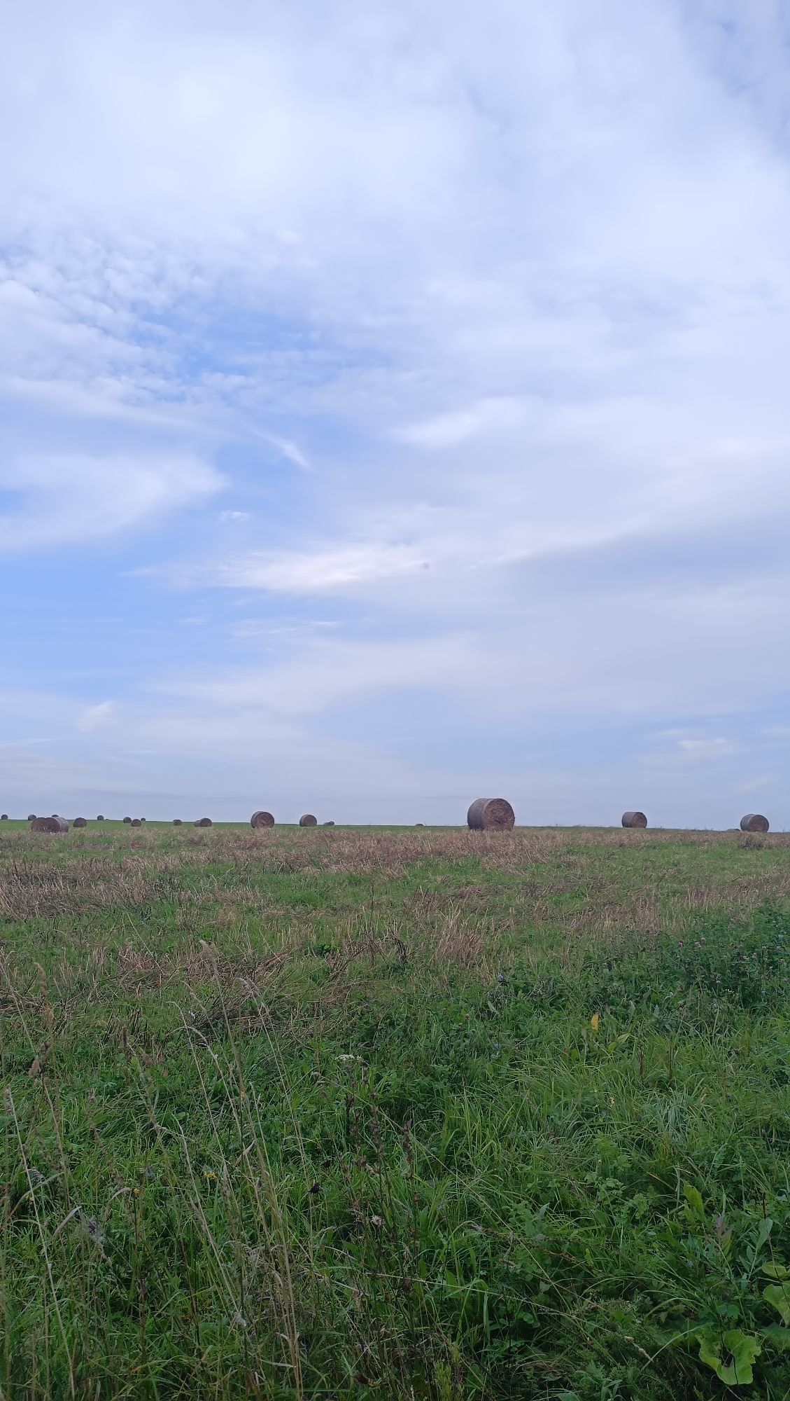 An outdoor, low-angle, full shot captures a field of dry grass with scattered hay bales under a cloudy sky in what is believed to be the city of Karsha, Russia. The hay bales are dark brown and cylindrical, varying in size and distance from the viewer. The field is a mix of green and brown grass, with some taller, dry stalks in the foreground. The sky is a pale blue with large, wispy white clouds. The horizon line is low in the frame, with the sky taking up the majority of the image. There are no people or animals visible in the scene. The overall impression is one of a rural, agricultural landscape.