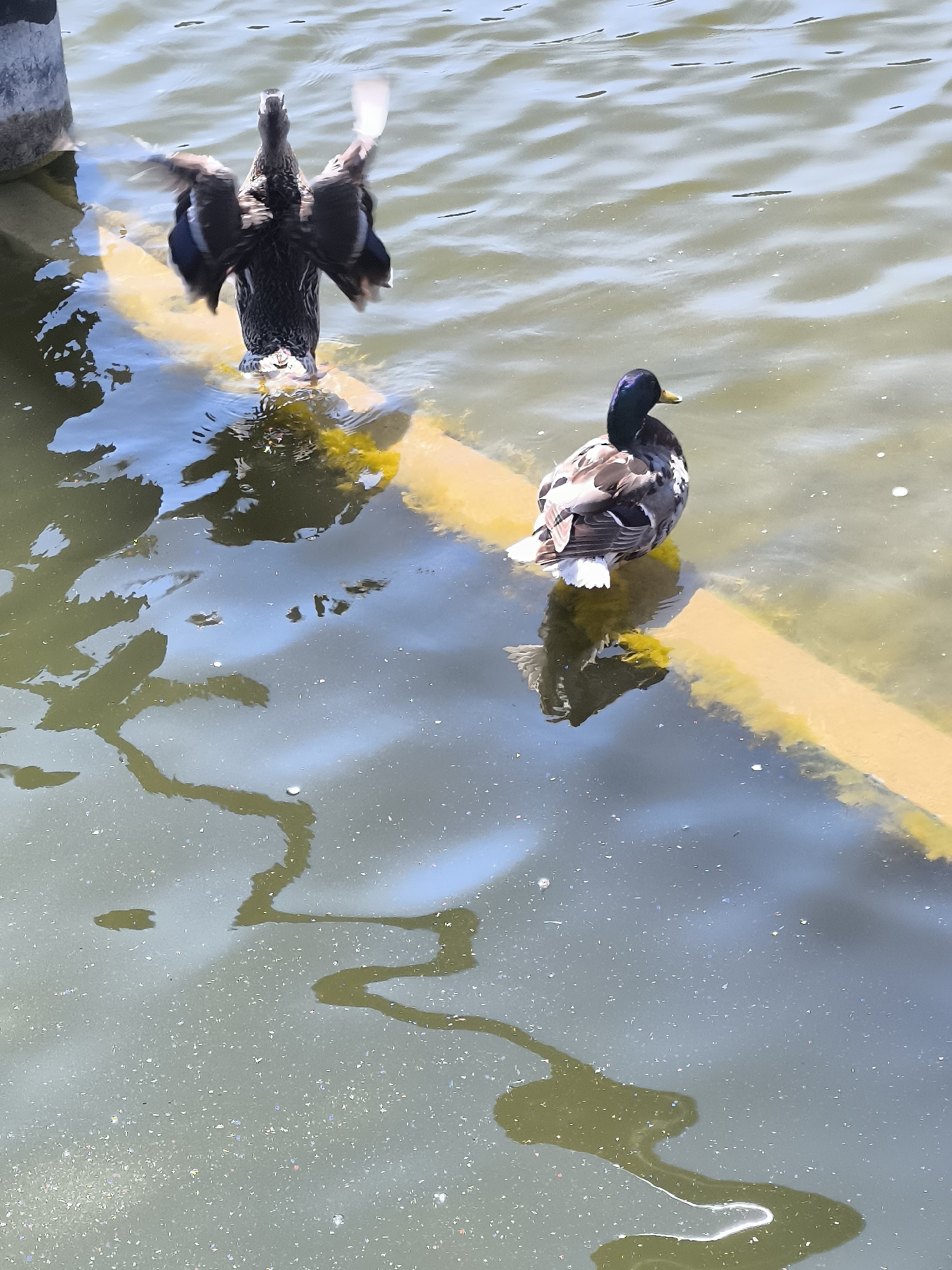 Two ducks are on a yellow barrier in the water. One duck, predominantly dark with some white and iridescent blue on its head, is facing right, looking away from the camera. Its feathers are a mix of brown, black, and white, and it has a prominent purple-green head. The second duck, positioned further left, is facing the camera with its wings fully extended, appearing to be in mid-flap or stretching. This duck is darker overall, with visible wing feathers and dark iridescent patches on its head. The water is murky green with reflections of the sky and surrounding structures, and there are some scattered white particles or foam on the surface. The yellow barrier is partially submerged and appears to be a common element in urban waterways or docks. The context of Neringa, Lithuania, suggests this could be a scene along the Curonian Lagoon or a similar waterfront area in the region, possibly a protected area like the Curonian Spit National Park, given Neringa's location.