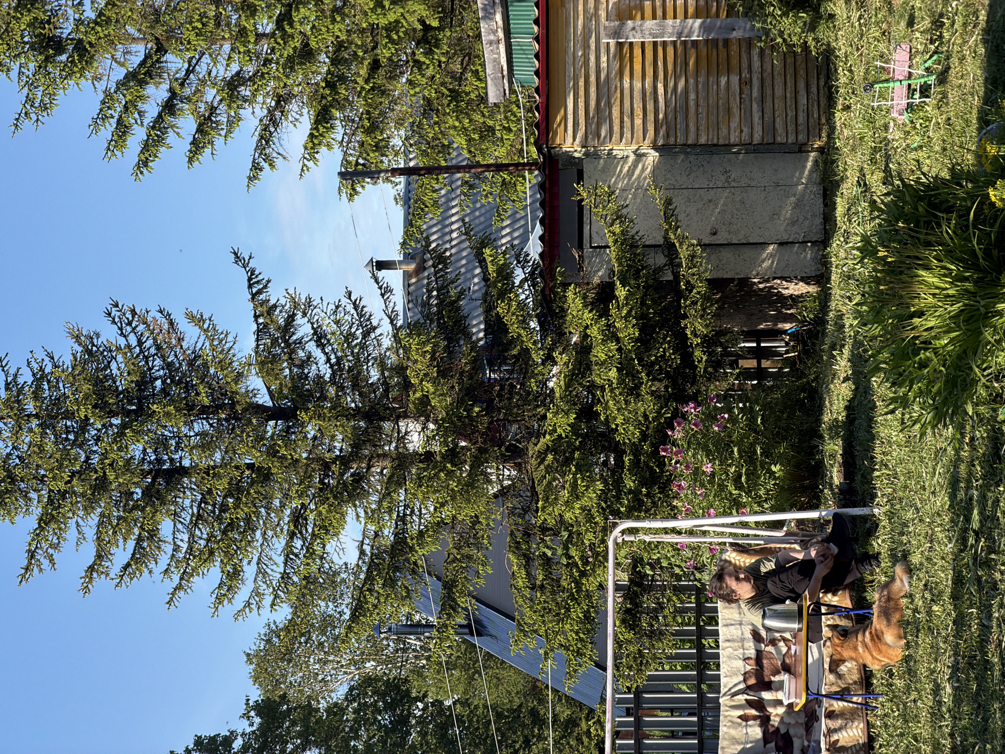 In a backyard in Petropavlovsk-Kamchatskiy, Russia, a young person sits on a couch on a swing set, facing a table with a teapot and container. Beside the couch, a ginger dog lies on the grass. The scene is set against a backdrop of large evergreen trees, a small wooden shed, and a pitched-roof house. The ground is covered in green grass, with some flowering plants and bushes visible. The sky is a clear blue with a few wispy clouds.