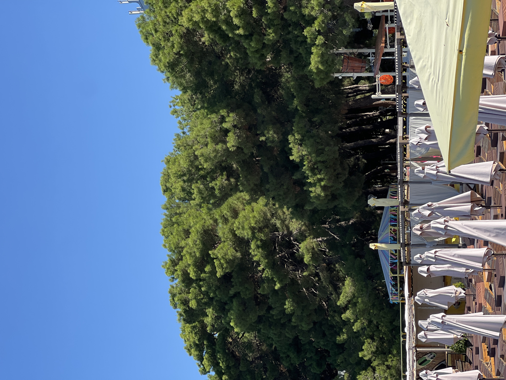 A low-angle, vertical, full shot captures a clear blue sky above a dense line of tall green pine trees that span the midground of the image. In the foreground, rows of closed beach umbrellas stand on wooden lounge chairs, some covered in brown cushions. A yellow beach umbrella is partially visible in the bottom right corner. Behind the umbrellas, a colorful, tent-like structure with striped fabric and yellow accents is visible, along with other beach amenities like poles and a basket-like object. The scene appears to be a beach resort on a sunny day.