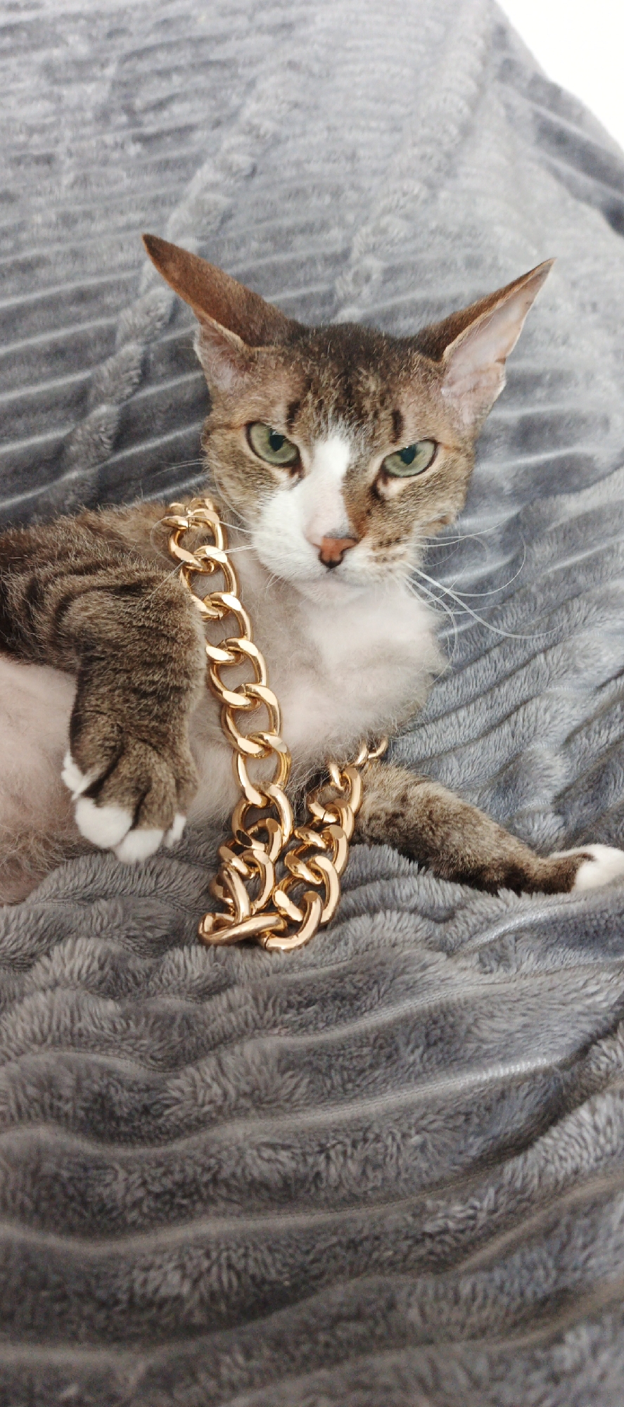 A domestic short-haired cat is pictured resting on a soft, grey, textured blanket or throw. The cat has tabby markings, featuring brown and dark grey stripes across its head and body, with a white chest and part of its face. Its ears are pointed, and it possesses striking green eyes and long white whiskers.
A large, golden, chunky chain is draped over the cat's chest and partially on its front left paw. The chain is composed of prominent, interconnected links. The cat looks directly at the camera with an alert and somewhat serious expression. Its left paw, with white fur and visible pads, is relaxed on the chain. The right side of its body and right paw are also visible, partially obscured by the chain.
The background is a continuation of the same soft, grey, wavy-textured material, suggesting an indoor setting like a bed or sofa. The lighting is even, implying an indoor environment without specific time-of-day cues. No specific location landmarks are visible within the frame; however, the image is provided with the context of being from Chaikovsky, Russia. There is no visible text.