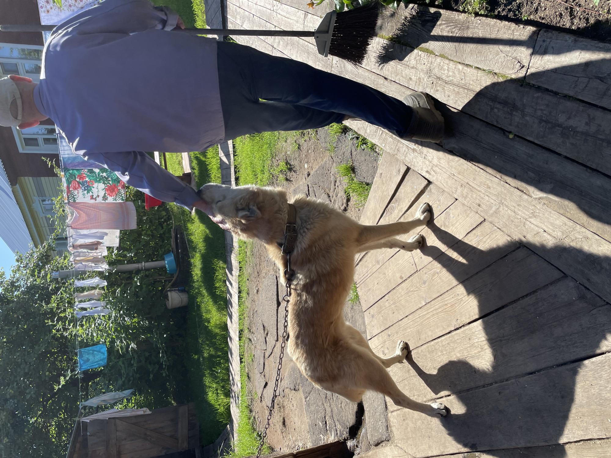 In the village of Дресвяново, Russia, a man in a light blue shirt and dark pants, wearing a beige cap, pets a light brown dog. The dog, leashed to a chain, stands on a wooden porch and looks up at the man. A broom leans against the porch railing next to the man. In the background, laundry hangs on a clothesline in front of a building. Green grass and trees surround the scene under a clear blue sky.