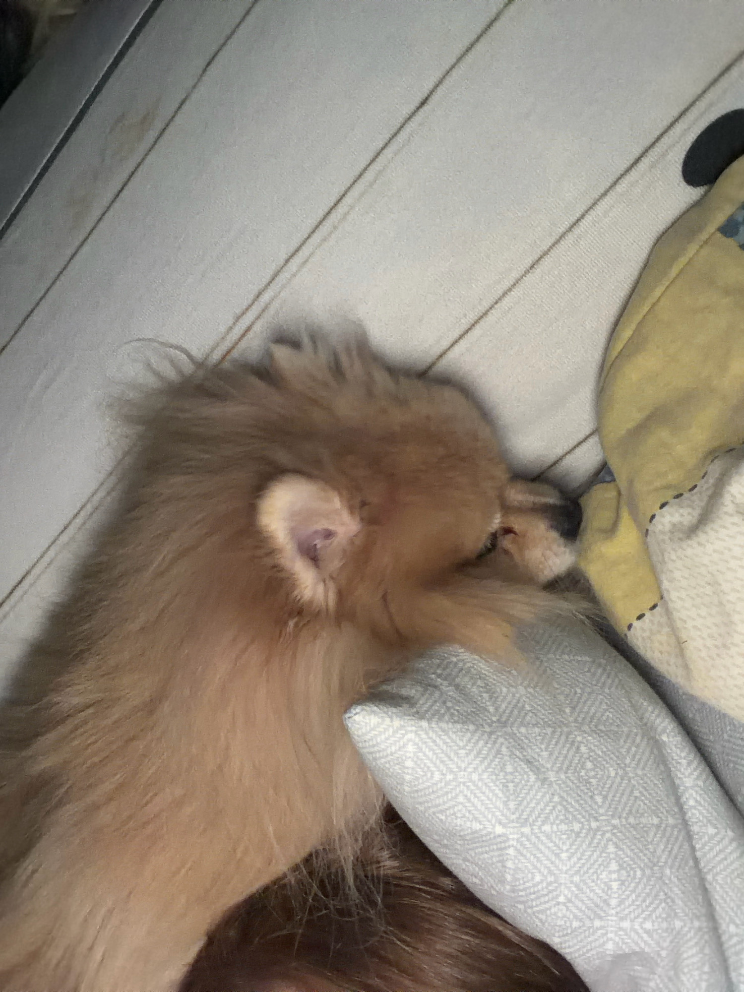 A Pomeranian dog is sleeping on a bed with light-colored, striped bedding. The dog is facing right, with its head resting on a gray pillow with a diamond pattern. A yellow blanket with a dotted pattern is visible to the right of the dog. The scene appears to be indoors, likely in a bedroom. There is no identifiable information about the location in Tbilisi, Georgia.
