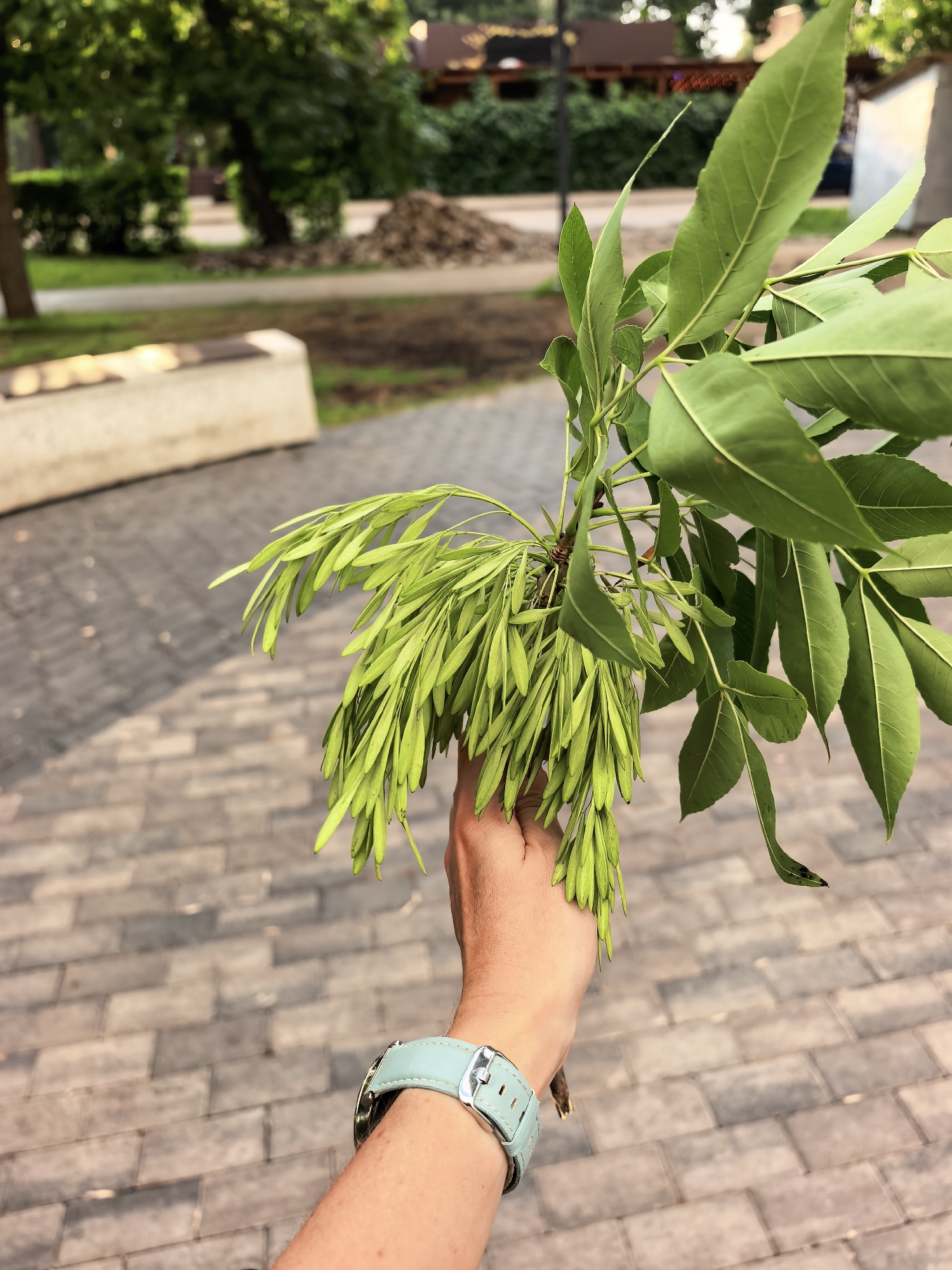 A person's forearm and hand, adorned with a light blue watch with a silver buckle, are holding a branch with numerous small, green, elongated seed pods and several large, green leaves. The background suggests an outdoor urban environment, possibly a park or walkway in Sterlitamak, Russia, with paved brick flooring, trees, and some landscaping features. The lighting indicates it is daytime, likely late afternoon or early evening, casting soft shadows.