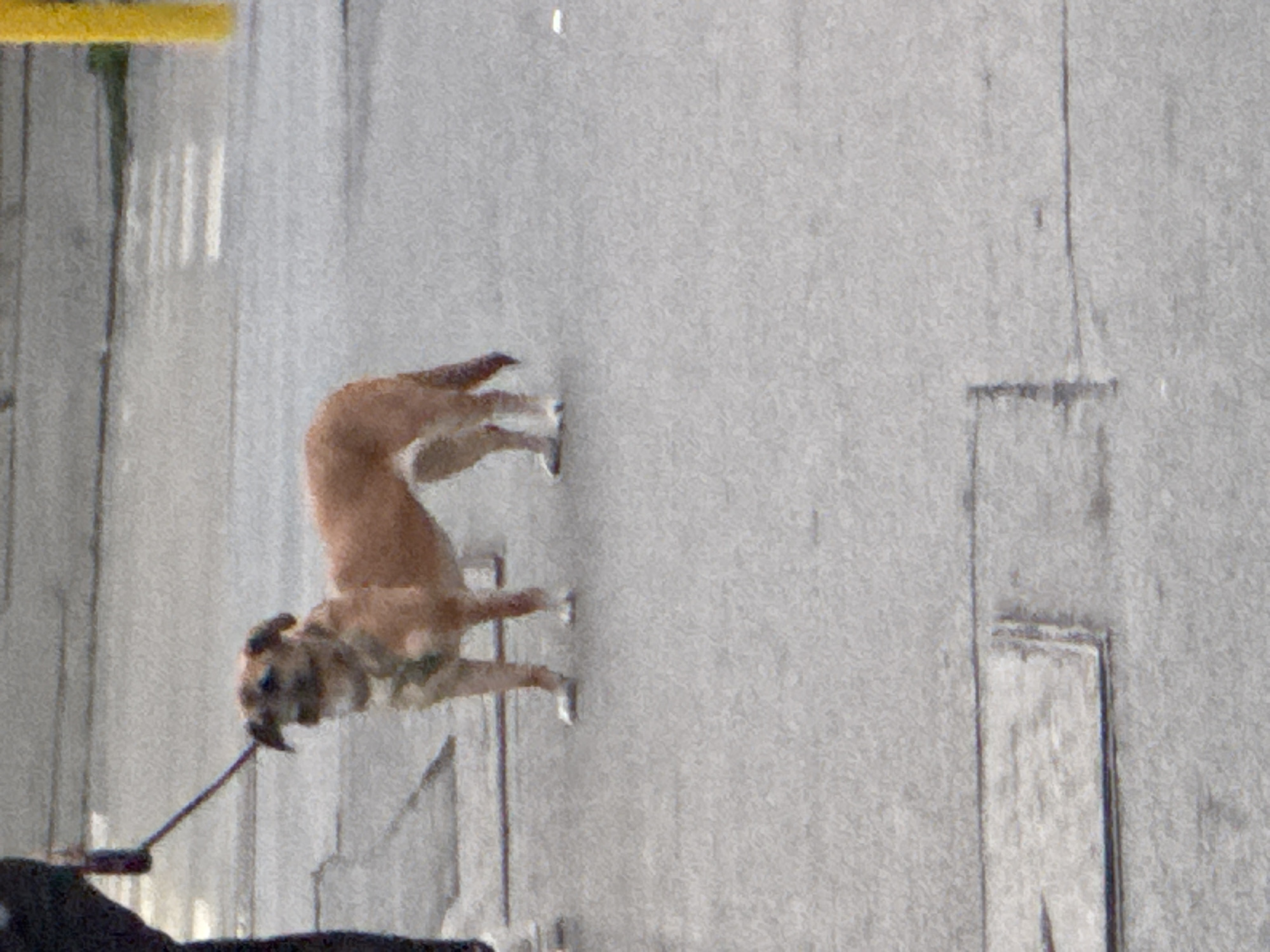 In an outdoor urban setting in Sofia, Bulgaria, a medium-sized, light brown dog stands on a grey paved surface, likely a street or sidewalk. The dog, equipped with a light-colored collar and a green-grey harness, is leashed to a partially visible individual positioned on the far left. This individual's lower left leg and foot, clad in dark pants and white shoes, are visible. The dog has floppy ears and darker fur around its muzzle, facing slightly left towards the person. In the background, white horizontal lines indicate a pedestrian crosswalk, and a yellow vertical pole is partially visible on the far right. Two rectangular metal utility covers are embedded in the pavement in the foreground. The scene is evenly lit by ambient daylight.