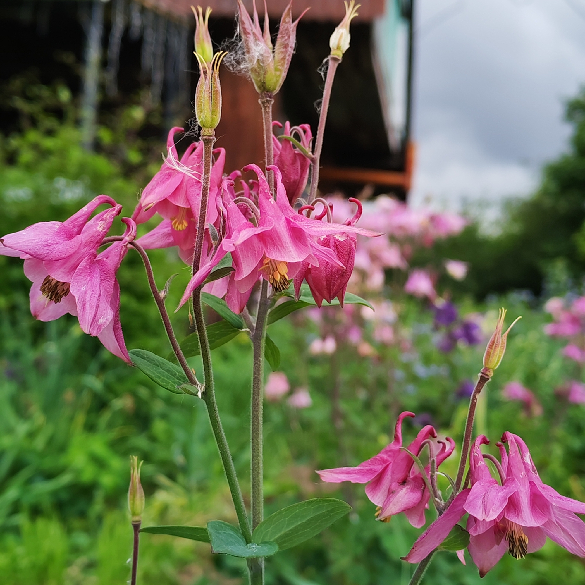 This image provides a detailed close-up of vibrant pink Aquilegia (Columbine) flowers and developing seed pods, observed in the city of Chaikovsky, Russia. The central focus is on a cluster of multiple pendulous blooms, displaying deeply saturated magenta-pink petals with lighter pink spurs. Yellowish stamens are visible within the open flowers. Several elongated, light green to reddish-brown seed pods, some featuring fine white fibrous material consistent with spiderweb fragments, extend upwards from the main stems. The stems are green with reddish tints, bearing small, simple green leaves. The immediate background shows lush green foliage, out of focus, with hints of additional pink and purple flowers in the blurred mid-distance. The upper left background contains indistinct, dark, vertical blurred shapes that suggest a building or fence, while the upper right background reveals a cloudy, overcast sky and soft-focus green tree foliage. The scene is illuminated by diffused, natural light, indicating an overcast day.