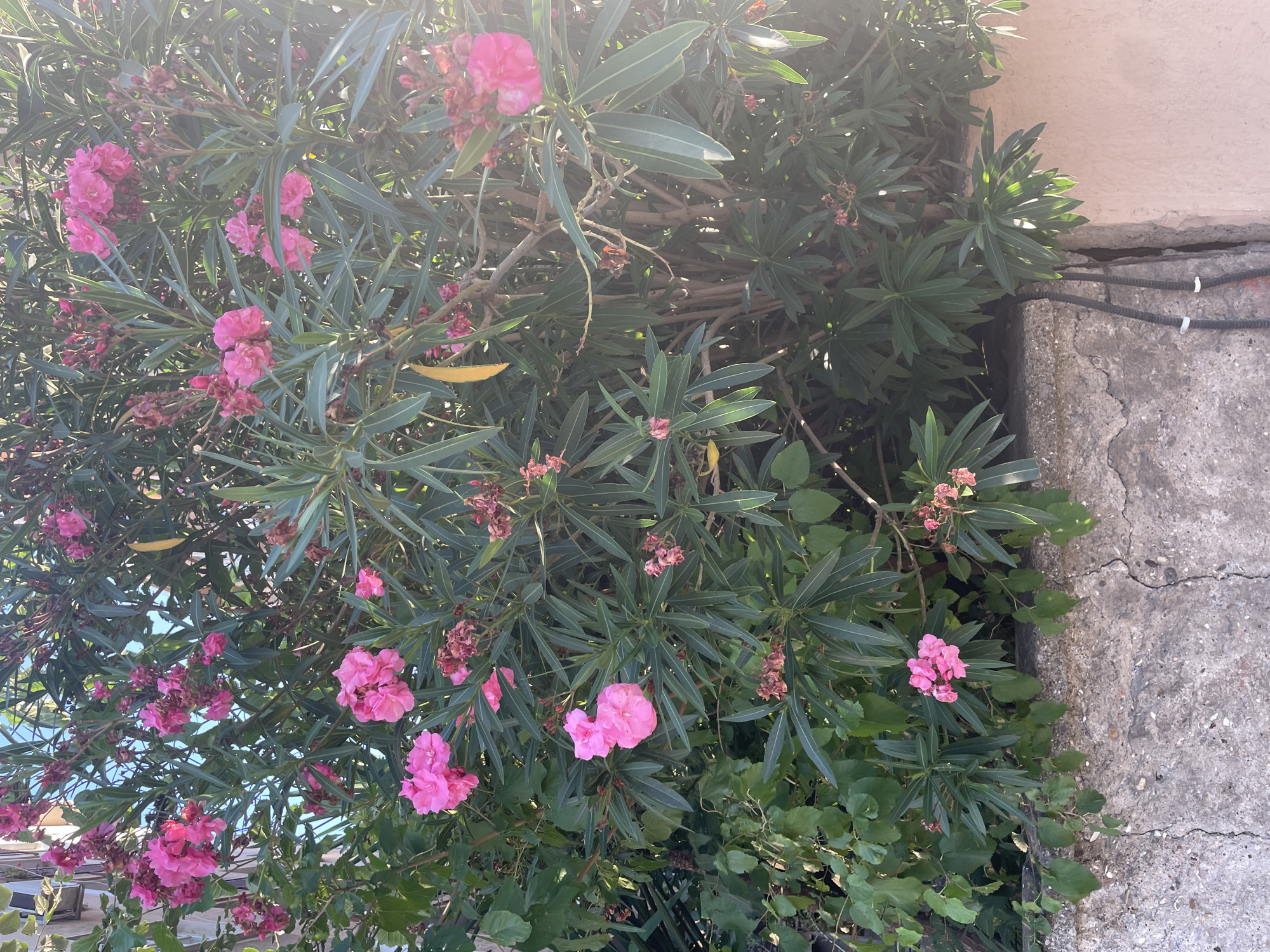 A close-up, eye-level shot captures a vibrant oleander bush with abundant bright pink flowers and dark green, lance-shaped leaves. The bush is situated behind a weathered, textured concrete wall, which exhibits cracks and patches of exposed aggregate. Electrical conduits with white zip ties are visible emerging from a crack in the wall, running vertically down its surface. The background is a mix of foliage and a muted pink wall. The scene is likely a residential or garden area within Kadıköy, Turkey, given the characteristic Mediterranean flora and architectural elements. No people are present in the image.