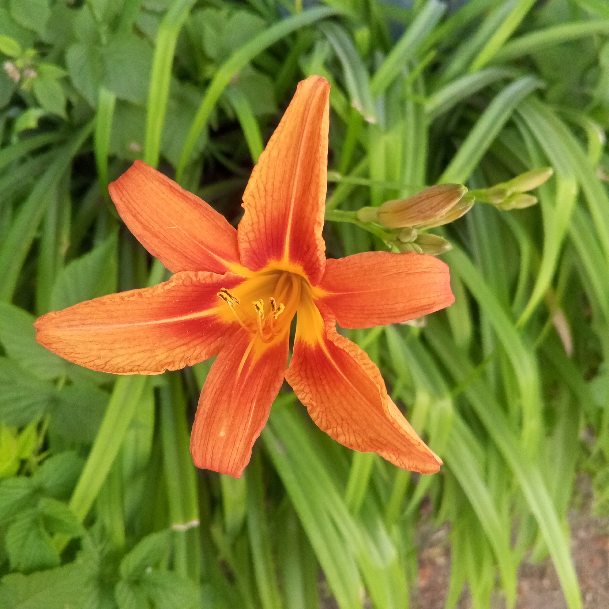 The image captures a close-up, top-down view of an orange lily in full bloom, set against a backdrop of lush green foliage. The lily's petals are a vibrant orange, with streaks of red and yellow radiating from the center. The stamens and pistil are clearly visible within the flower's core. Several unopened lily buds are also present to the right of the main flower, hinting at more blooms to come. The background consists of long, thin green leaves and some hints of brown earth or gravel on the ground. The lighting suggests it is daytime, likely a clear day, given the brightness and the sharp focus on the flower. The image evokes a feeling of natural beauty and the peak of summer. The location is identified as Zhilino-1, Russia. No text is visible in the image.