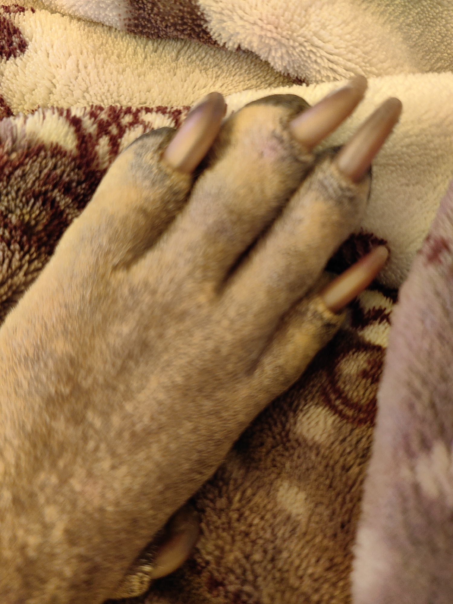 The image shows a close-up of a dog's paw resting on a textured blanket. The paw has light brown fur and prominent claws. The blanket is a light cream color with a repeating dark brown pattern. The image does not provide any information about the location of Shymkent, Kazakhstan.