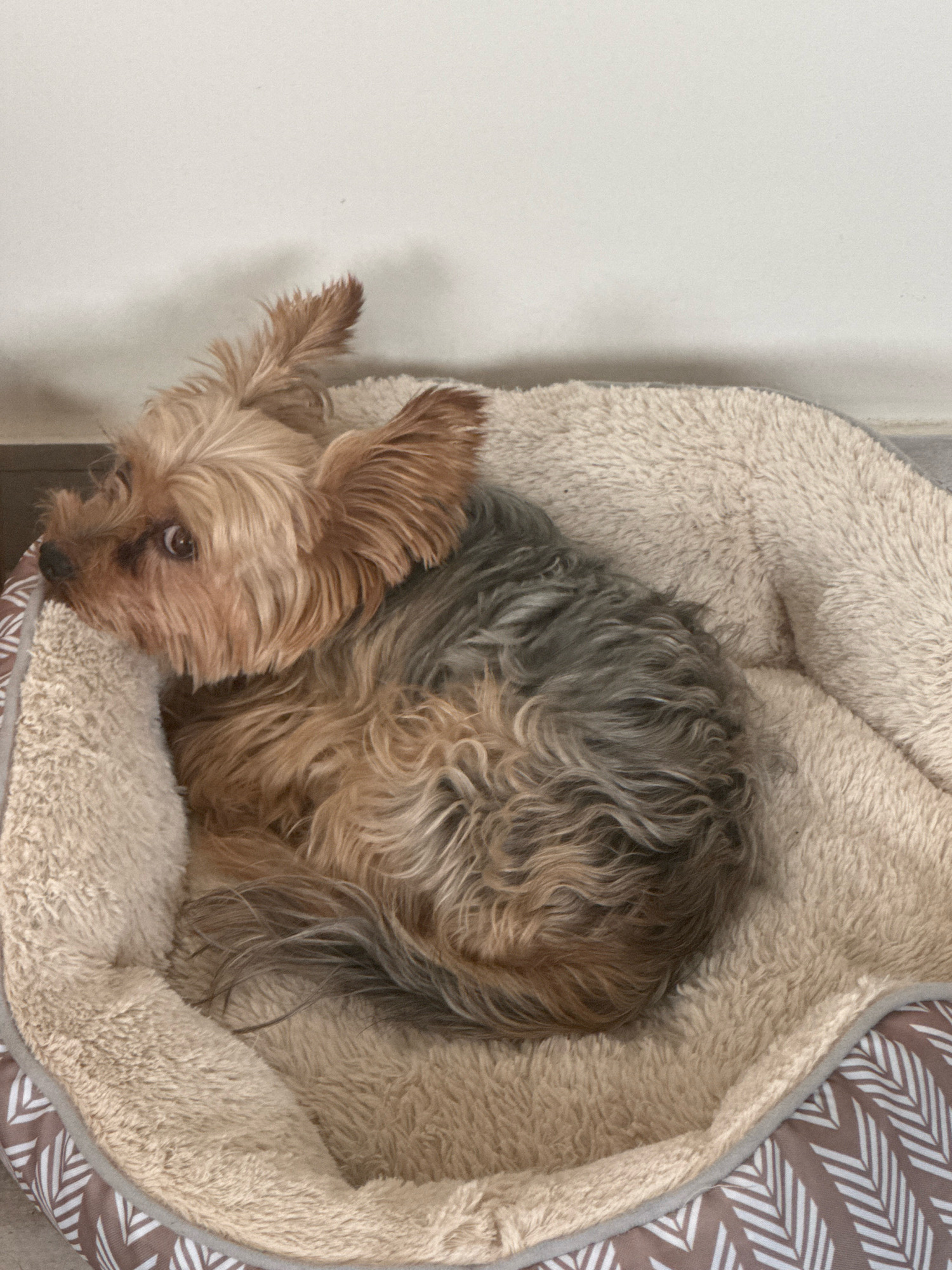 In Agios Tychona Community, Cyprus, a small Yorkshire Terrier is curled up in a fluffy, beige dog bed. The bed has a patterned border with white chevron designs on a brown background. The dog's fur is a mix of tan and grey. The background consists of a plain, off-white wall and a grey floor. The lighting appears to be artificial.