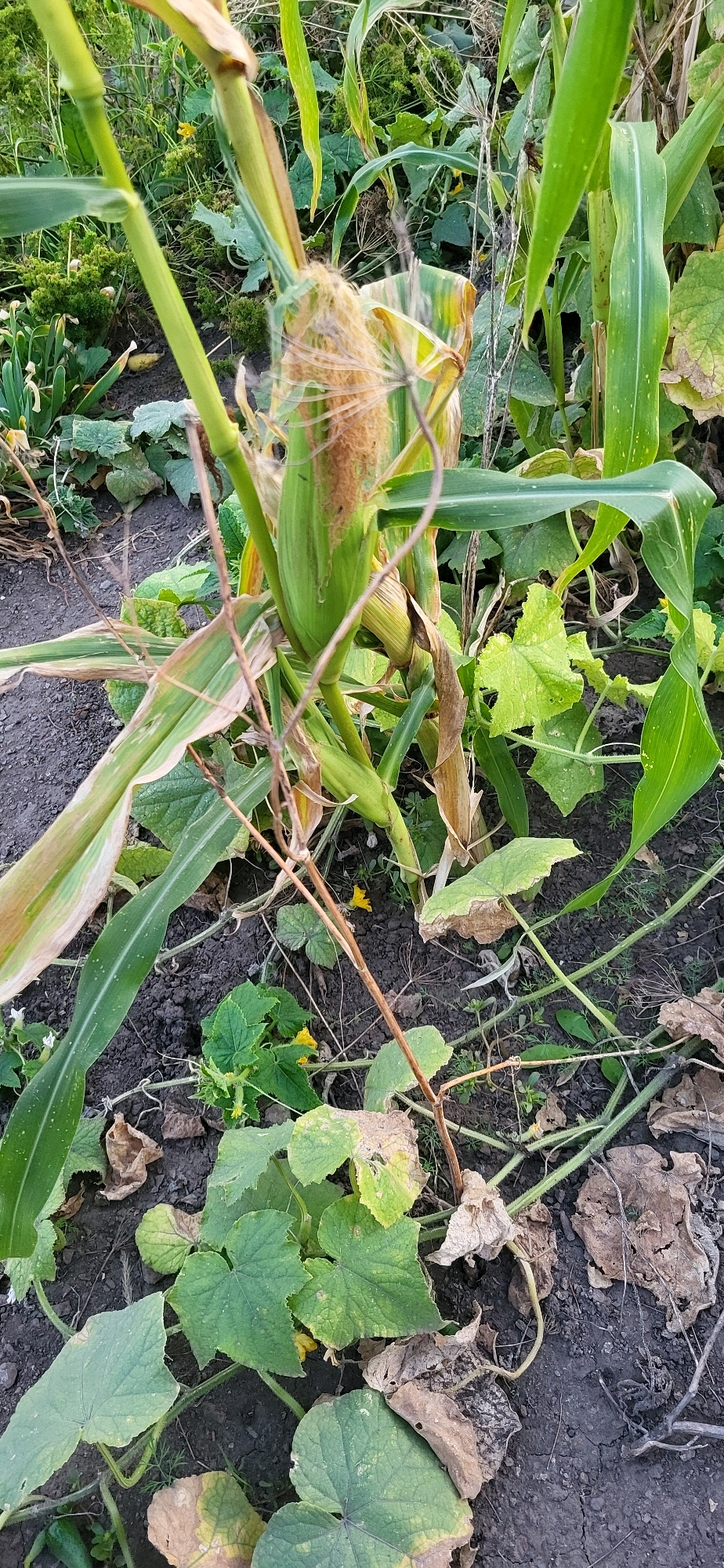 The image shows a close-up, outdoor view of a corn stalk with an undeveloped ear of corn and several cucumber plants growing nearby. The corn stalk is green and tall, with long, broad leaves. The ear of corn is partially visible, covered in light brown silks. The cucumber plants have large, green, lobed leaves and appear to be healthy. Some dried, brown leaves are scattered on the dark soil. There are no people or animals visible in the image. The location is identified as being in the city of Oskemen, Kazakhstan. The scene depicts a garden or agricultural setting.