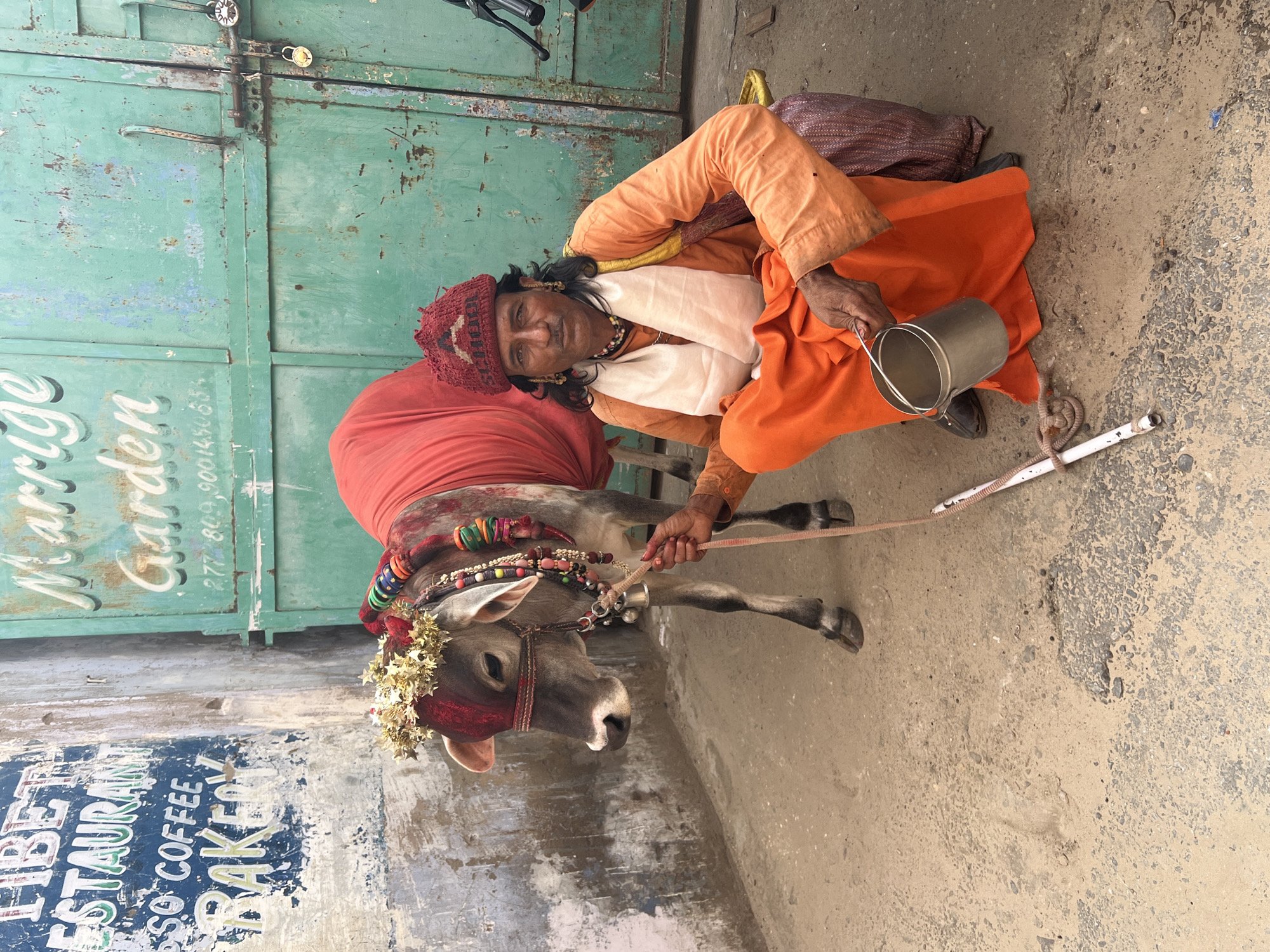 An Indian man in traditional orange attire, a red cap, and a white scarf is kneeling on a dusty ground next to a decorated cow. The cow is adorned with a golden headdress made of star-shaped ornaments and colorful beads around its neck, and is draped in a red cloth. The man holds a rope in his hand, which is attached to the cow, and a metal pot sits beside him. Behind them, a weathered teal-colored metal gate is visible, with a sign above it that reads "Marriage Garden" in green lettering and a phone number. To the left of the man and cow, a distressed blue and white wall displays faded text, including "TIBET RESTAURANT", "SO COFFEE", and "BAKERY". The scene appears to be an outdoor street setting, possibly in Pushkar, India, given the cultural context suggested by the cow's adornments and the man's attire.
