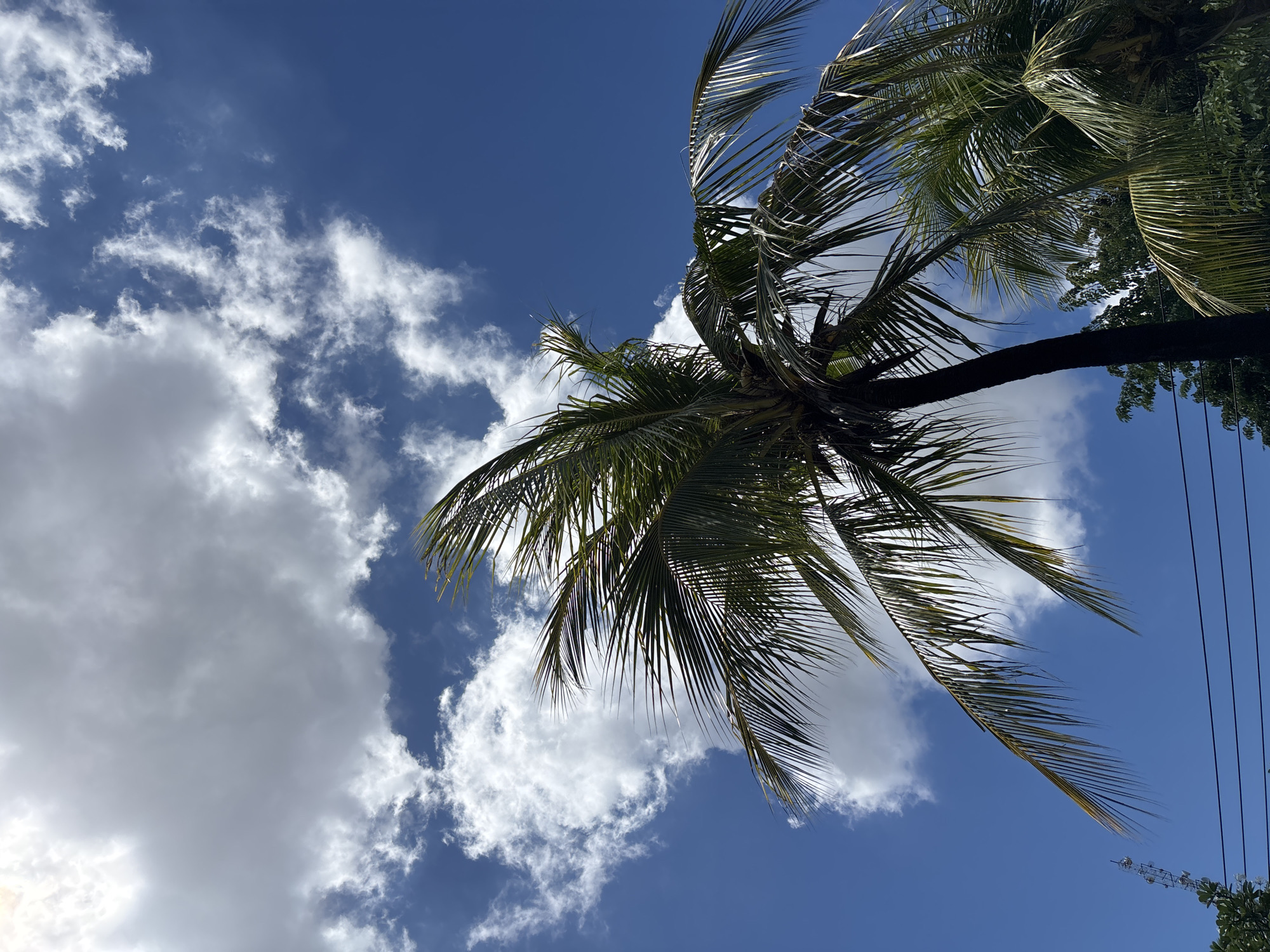 A low-angle shot of palm trees against a bright blue sky with puffy white clouds. The shot appears to have been taken near South Denpasar, Indonesia. Power lines are visible in the upper right corner of the image. The palm trees are green, with some fronds appearing brown or yellowed. The clouds are mostly white, with some darker gray areas. The sky is a deep blue color.